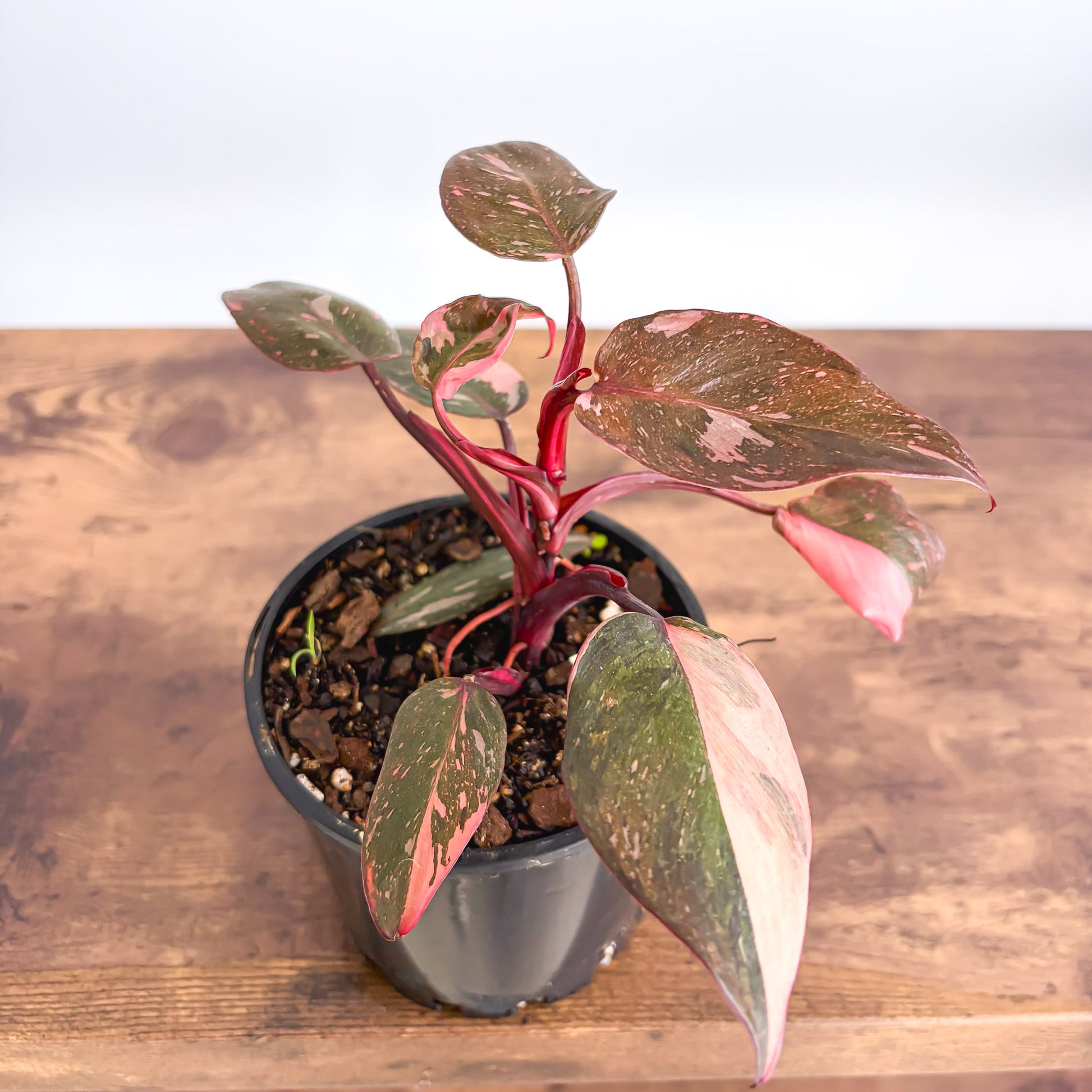 philodendron pink princess galaxy vs marble Philodendron Pink Princess Galaxy – The Plant Boys