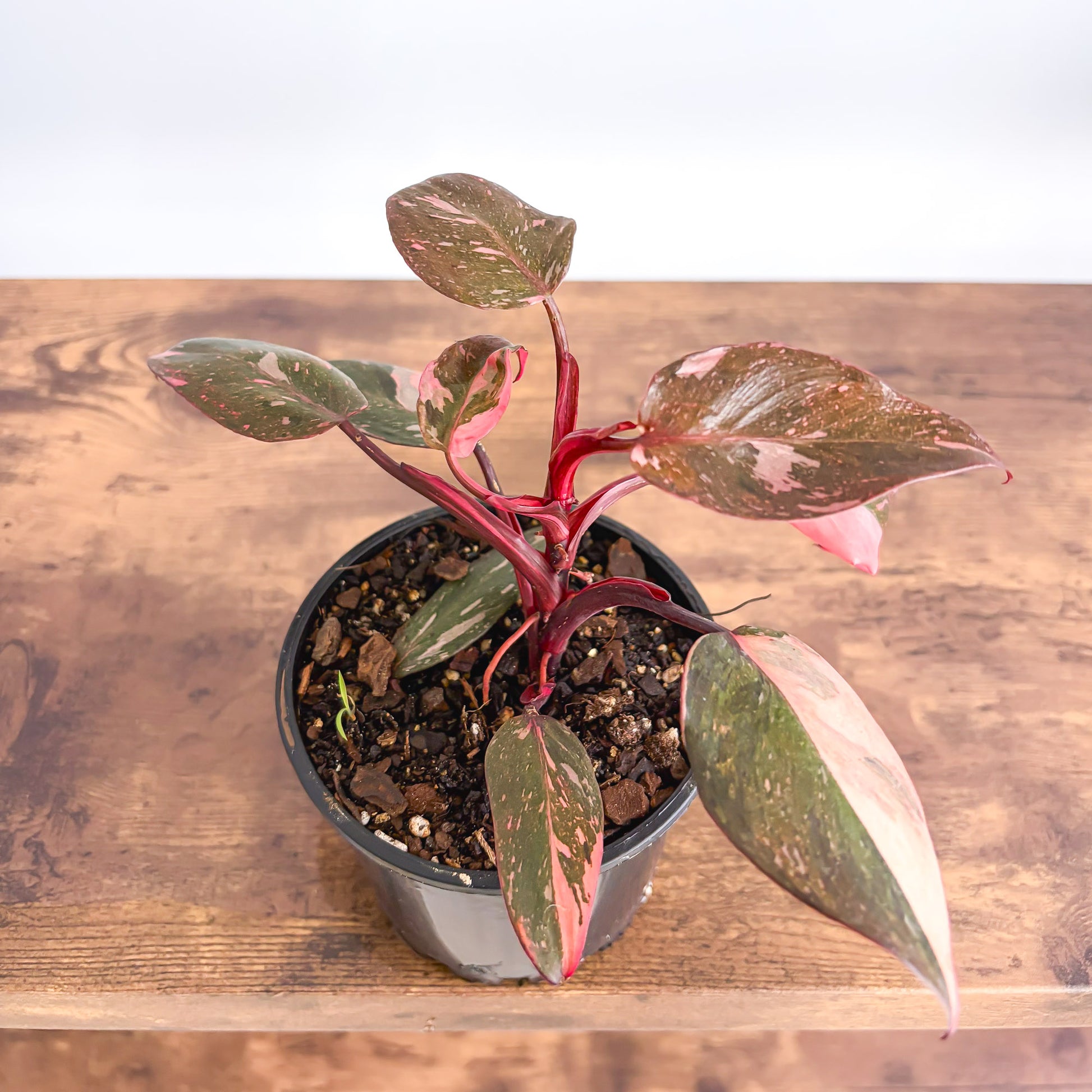 galaxy philodendron Philodendron Pink Princess Galaxy – The Plant Boys