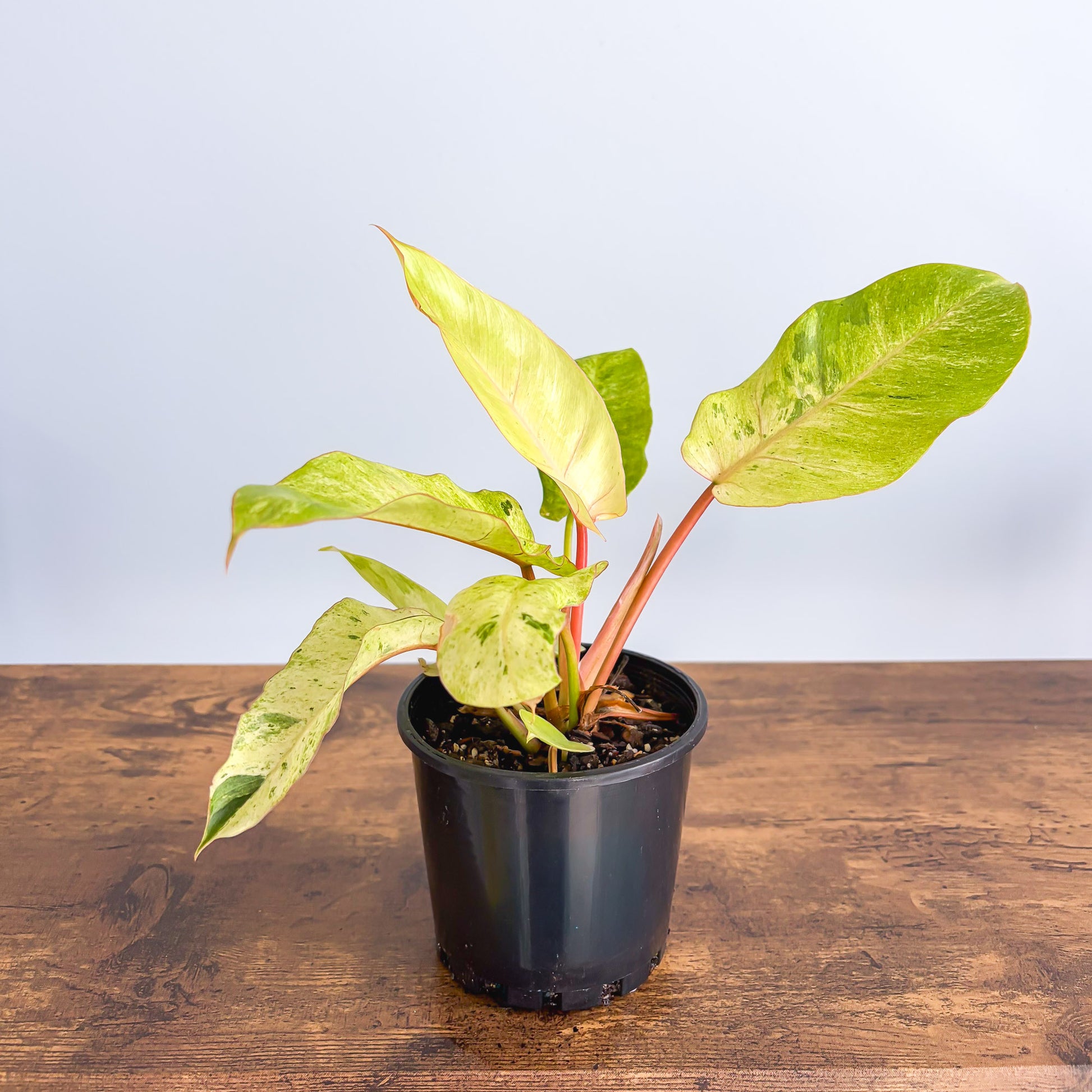 philodendron snowdrift plant Philodendron Snowdrift – The Plant Boys