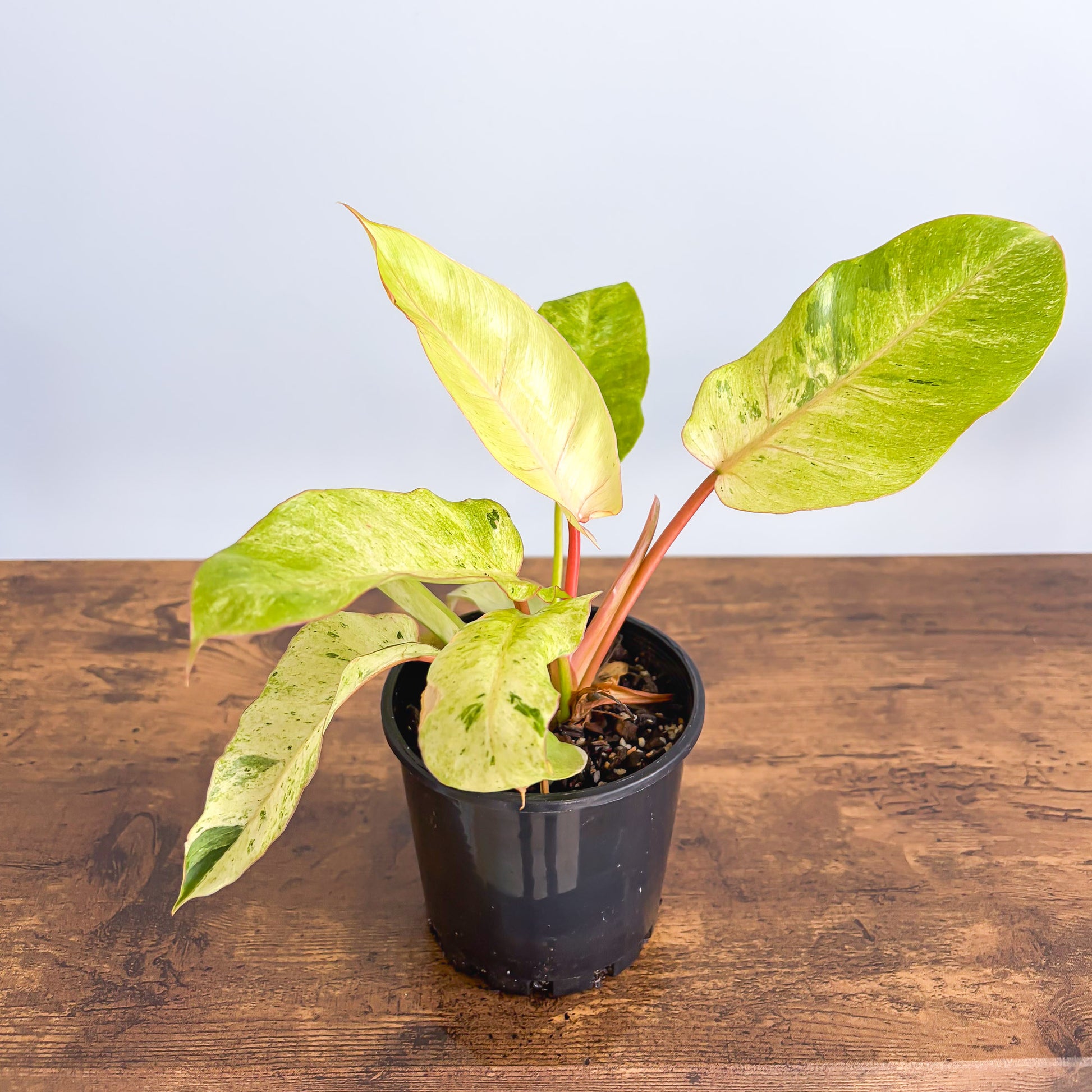 Philodendron Snowdrift – The Plant Boys