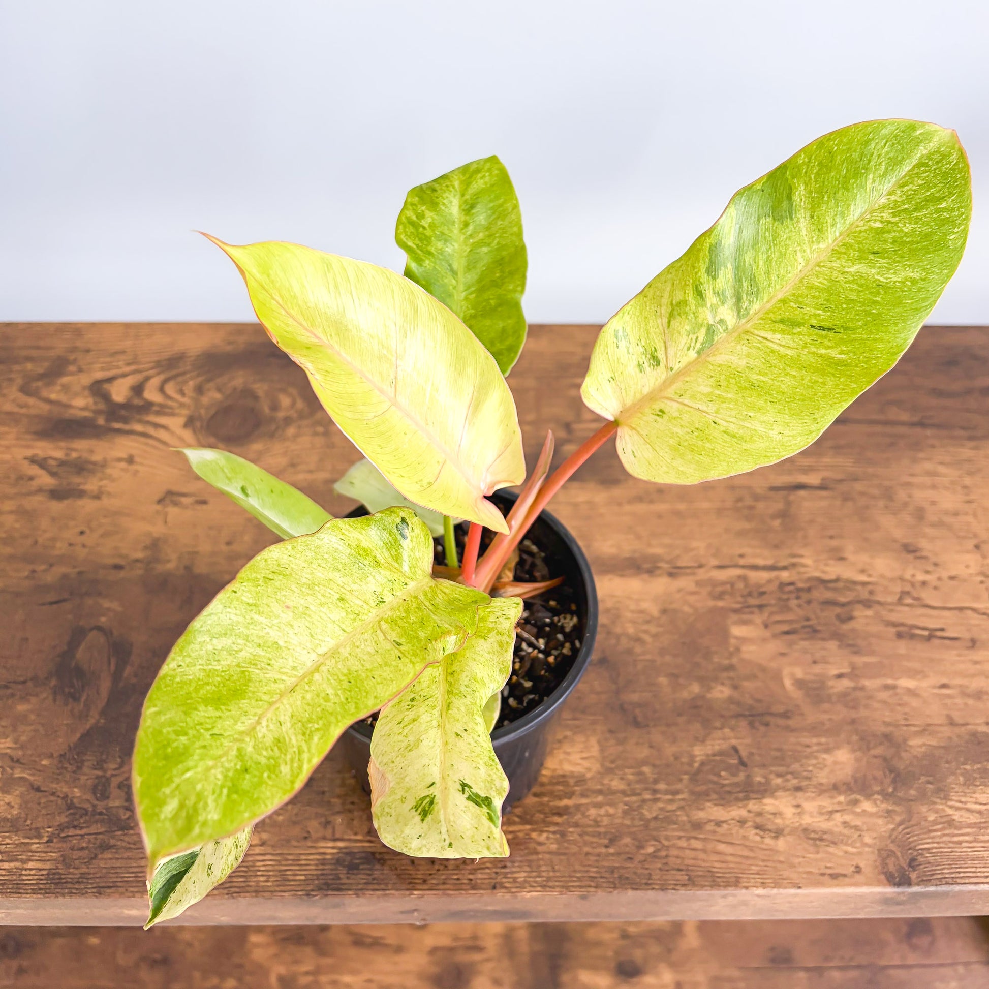 philodendron snowdrift price Philodendron Snowdrift – The Plant Boys
