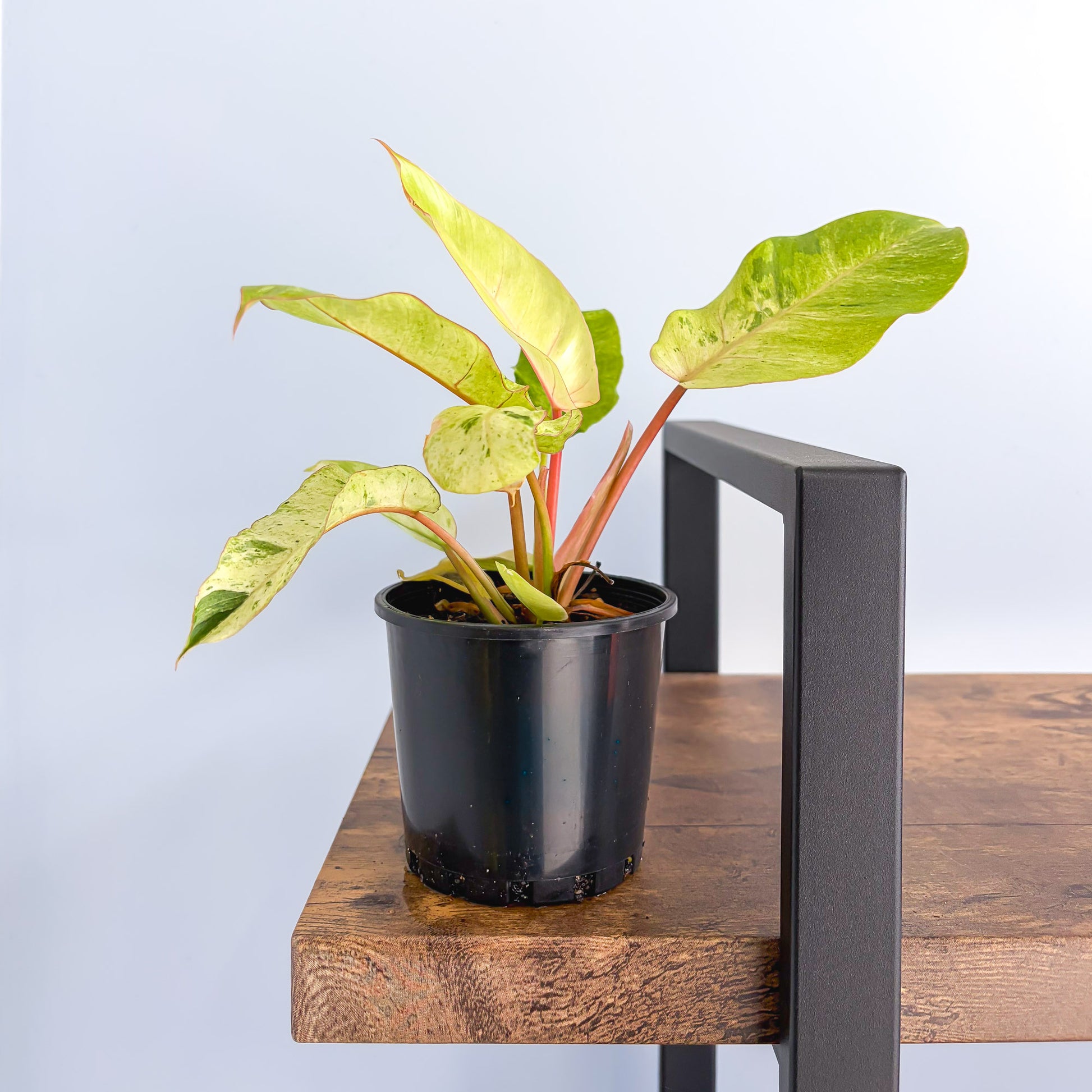 Philodendron Snowdrift – The Plant Boys