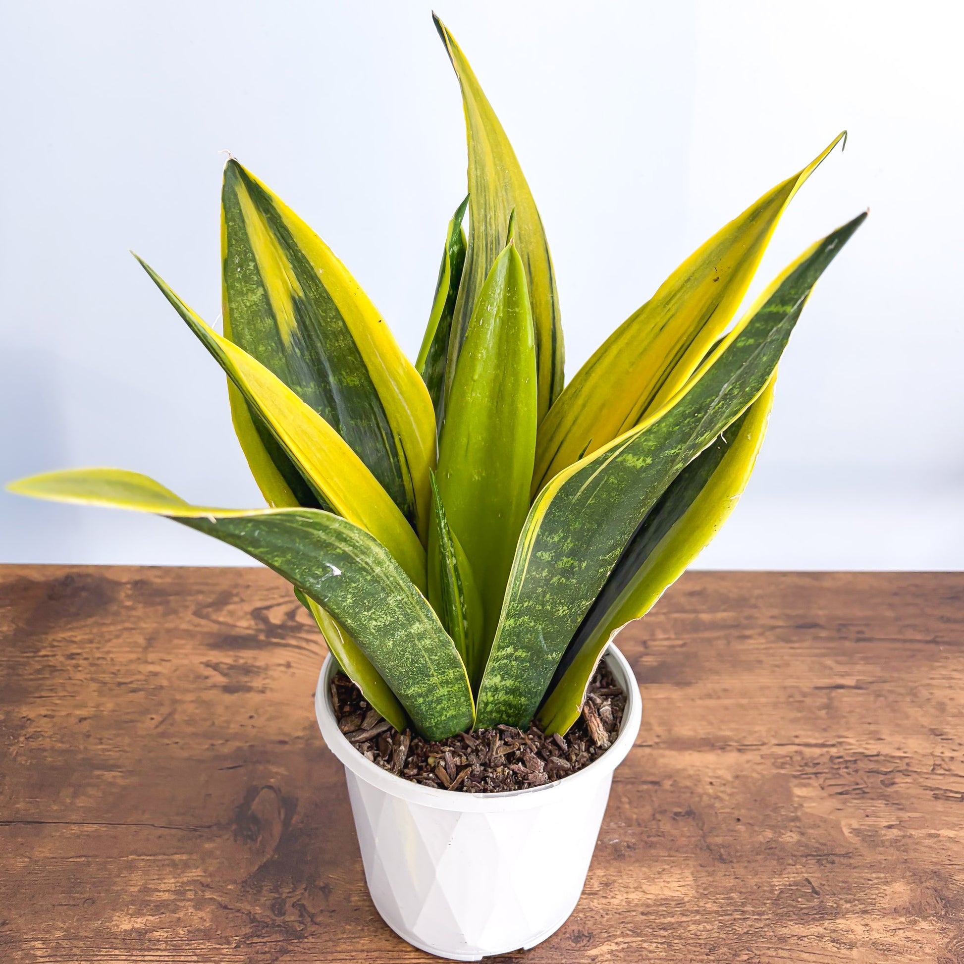Sansevieria Golden Flame – The Plant Boys
