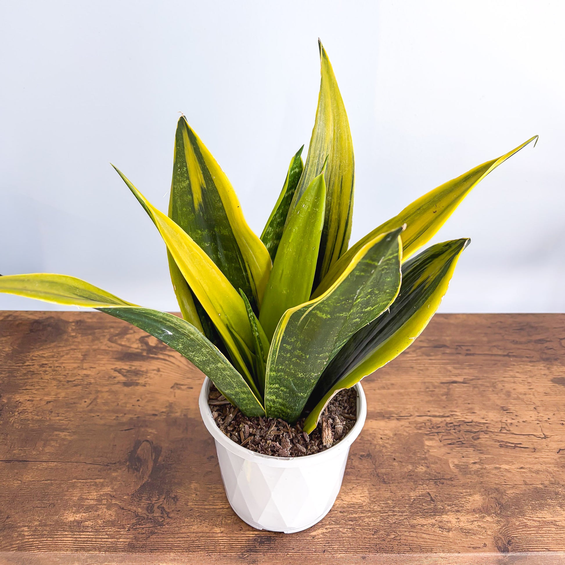 Sansevieria Golden Flame – The Plant Boys