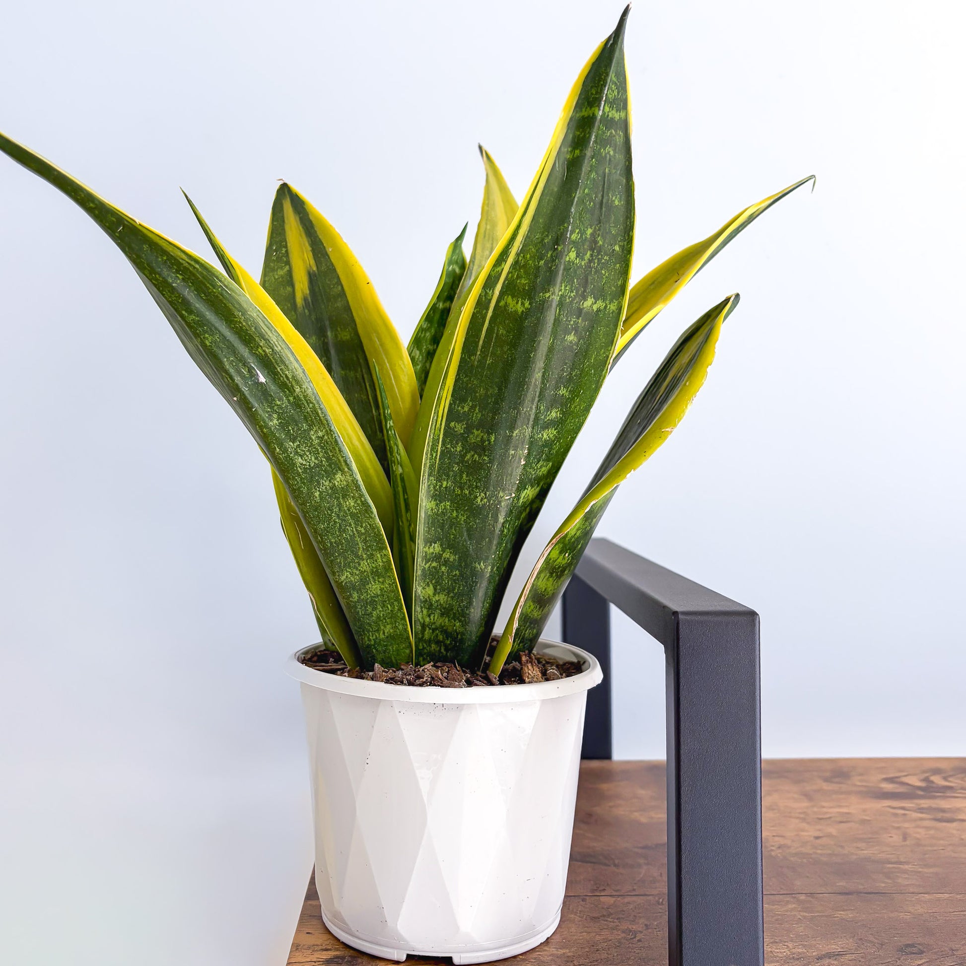 snake plant golden flame Sansevieria Golden Flame – The Plant Boys