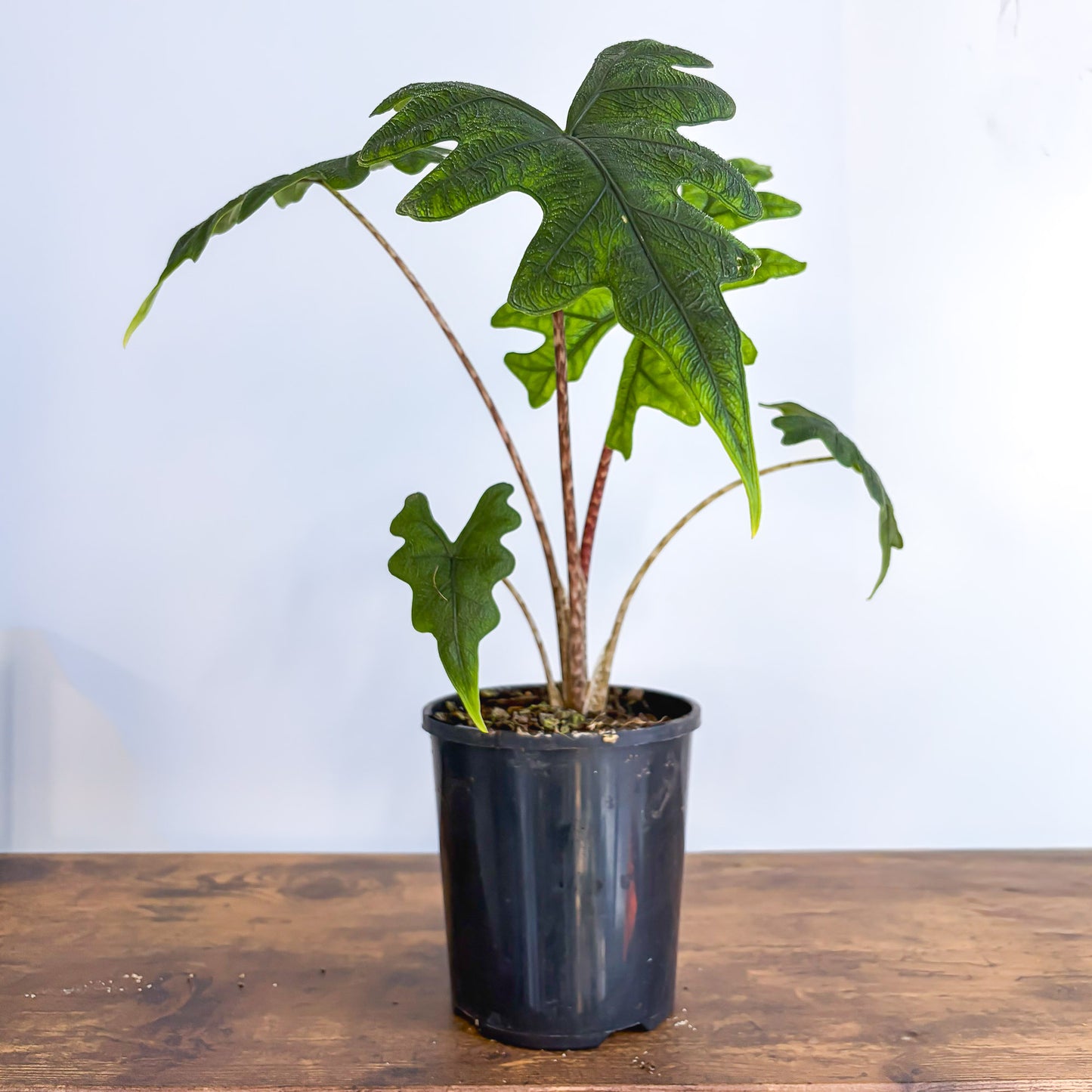 Alocasia Jacklyn | The Plant Boys