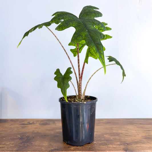 Alocasia Jacklyn | The Plant Boys