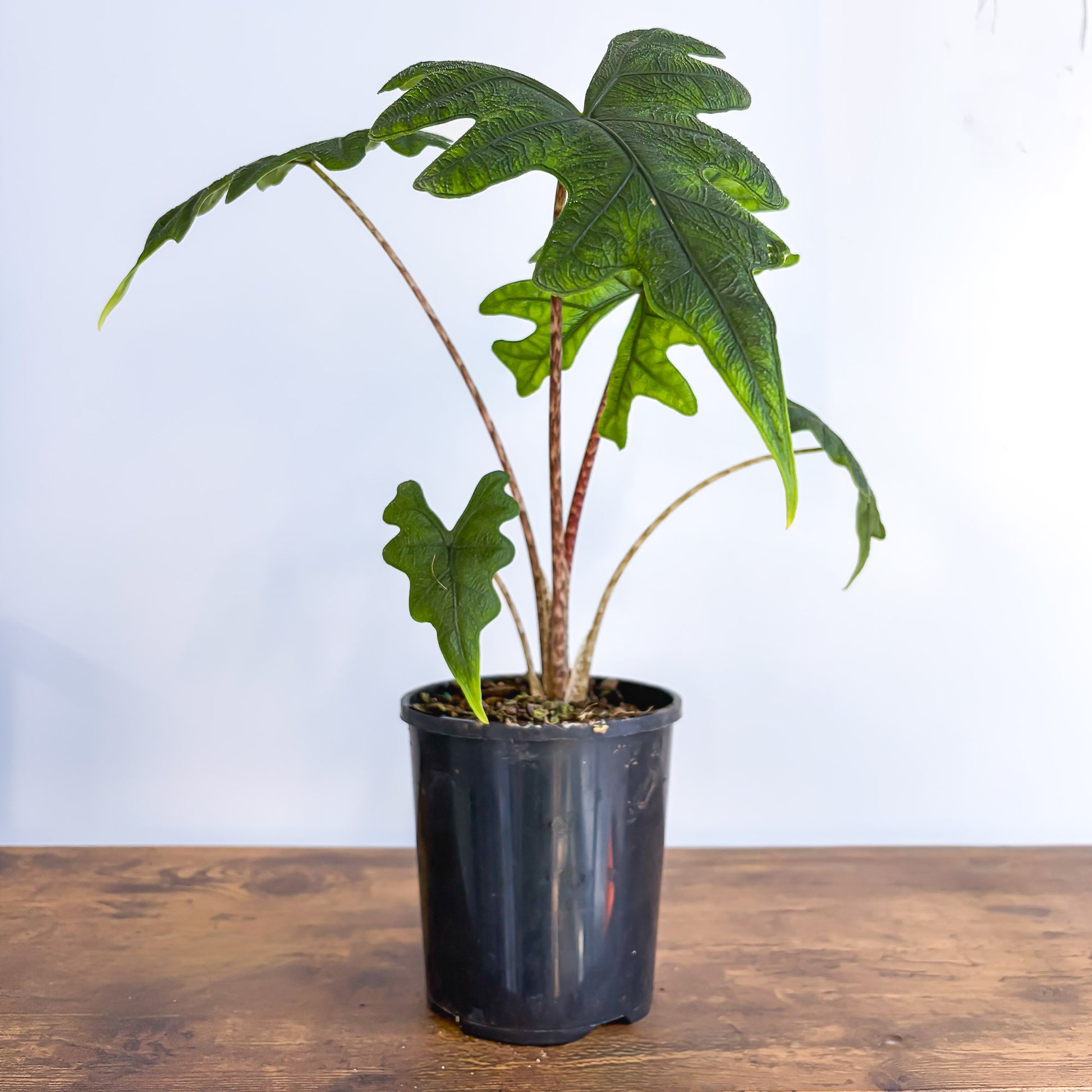 Alocasia Jacklyn | The Plant Boys