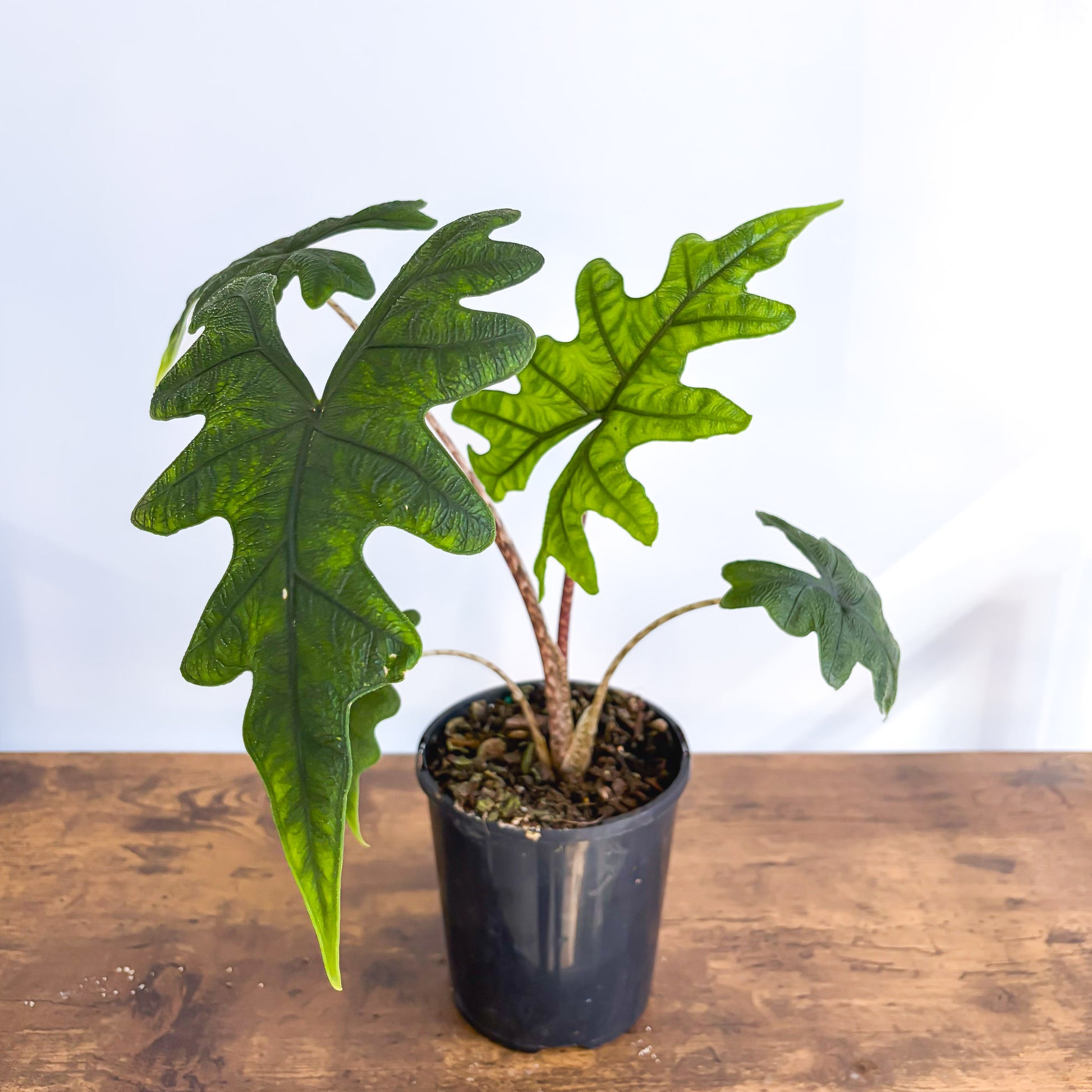 Alocasia Jacklyn | The Plant Boys