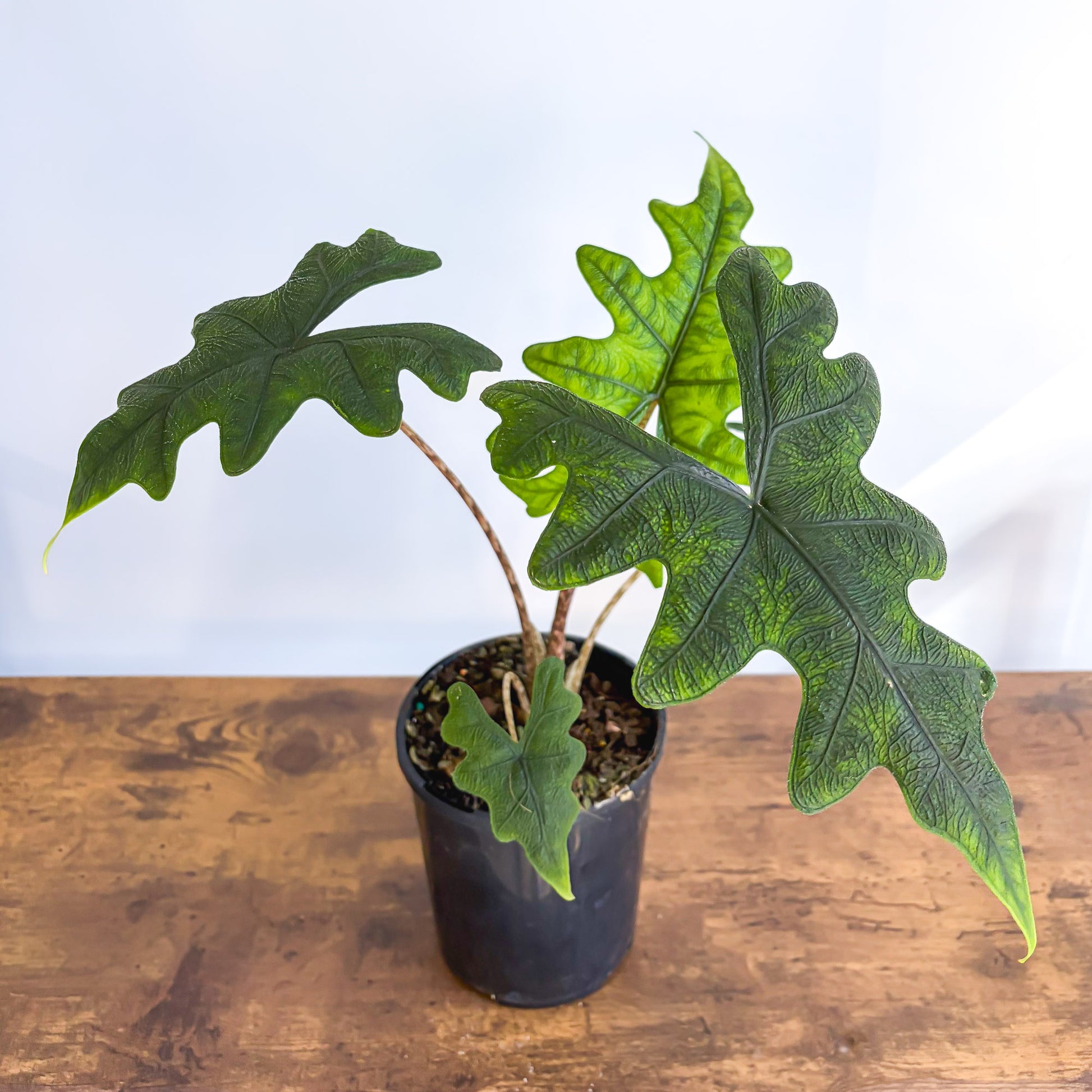 Alocasia Jacklyn | The Plant Boys