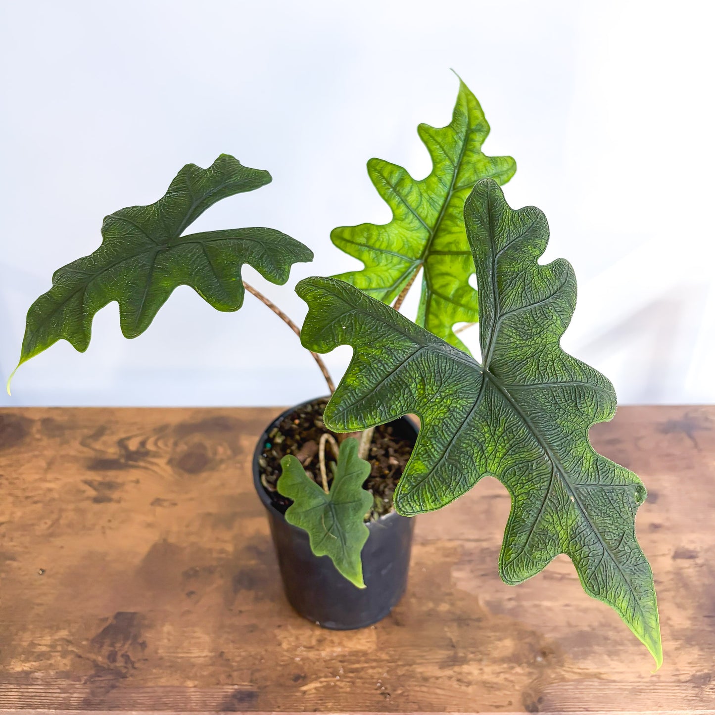 Alocasia Jacklyn | The Plant Boys