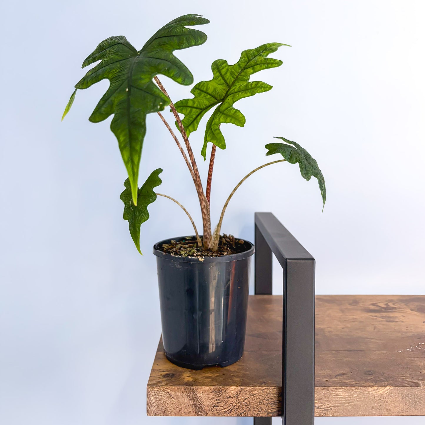 Alocasia Jacklyn | The Plant Boys