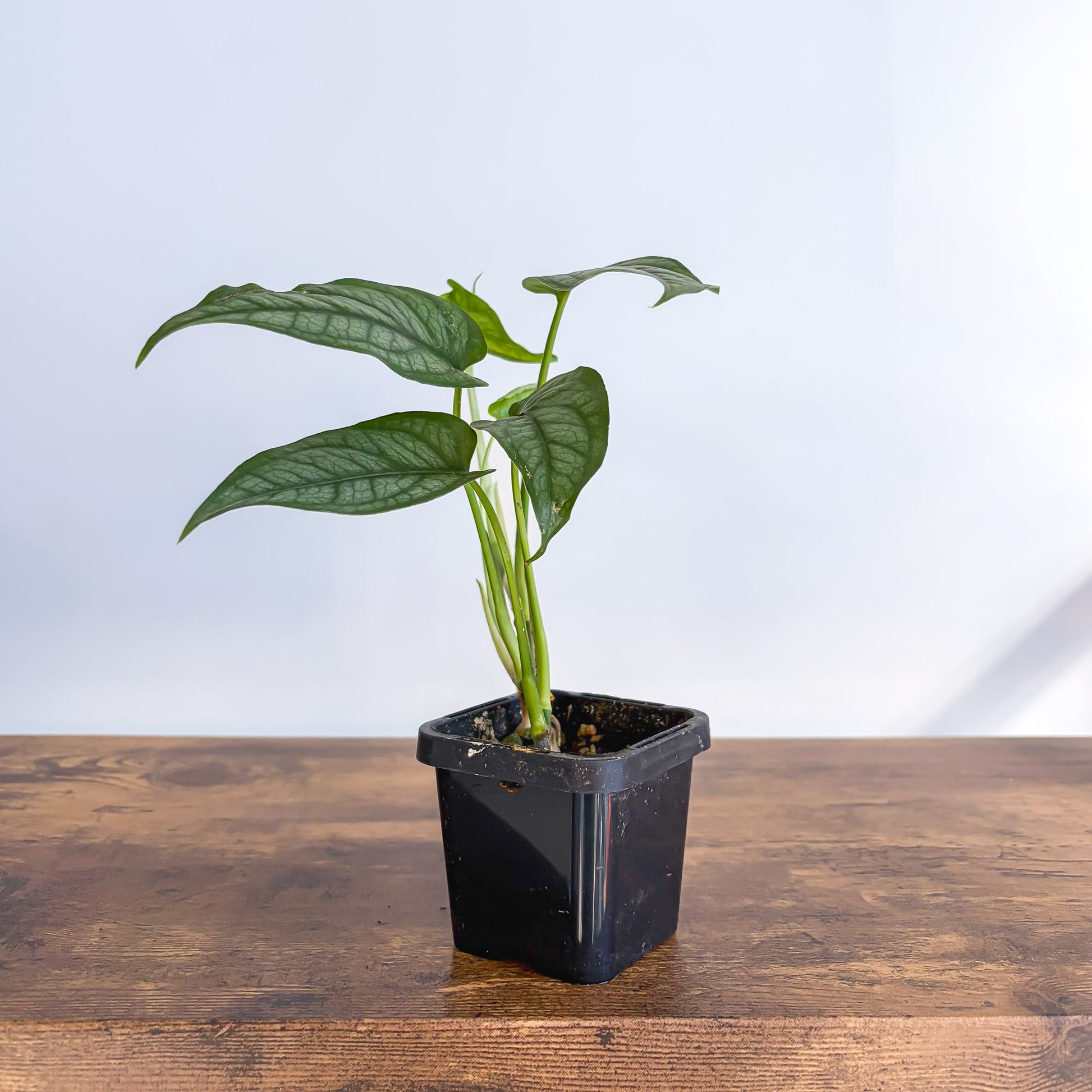 Monstera Siltepecana | The Plant Boys