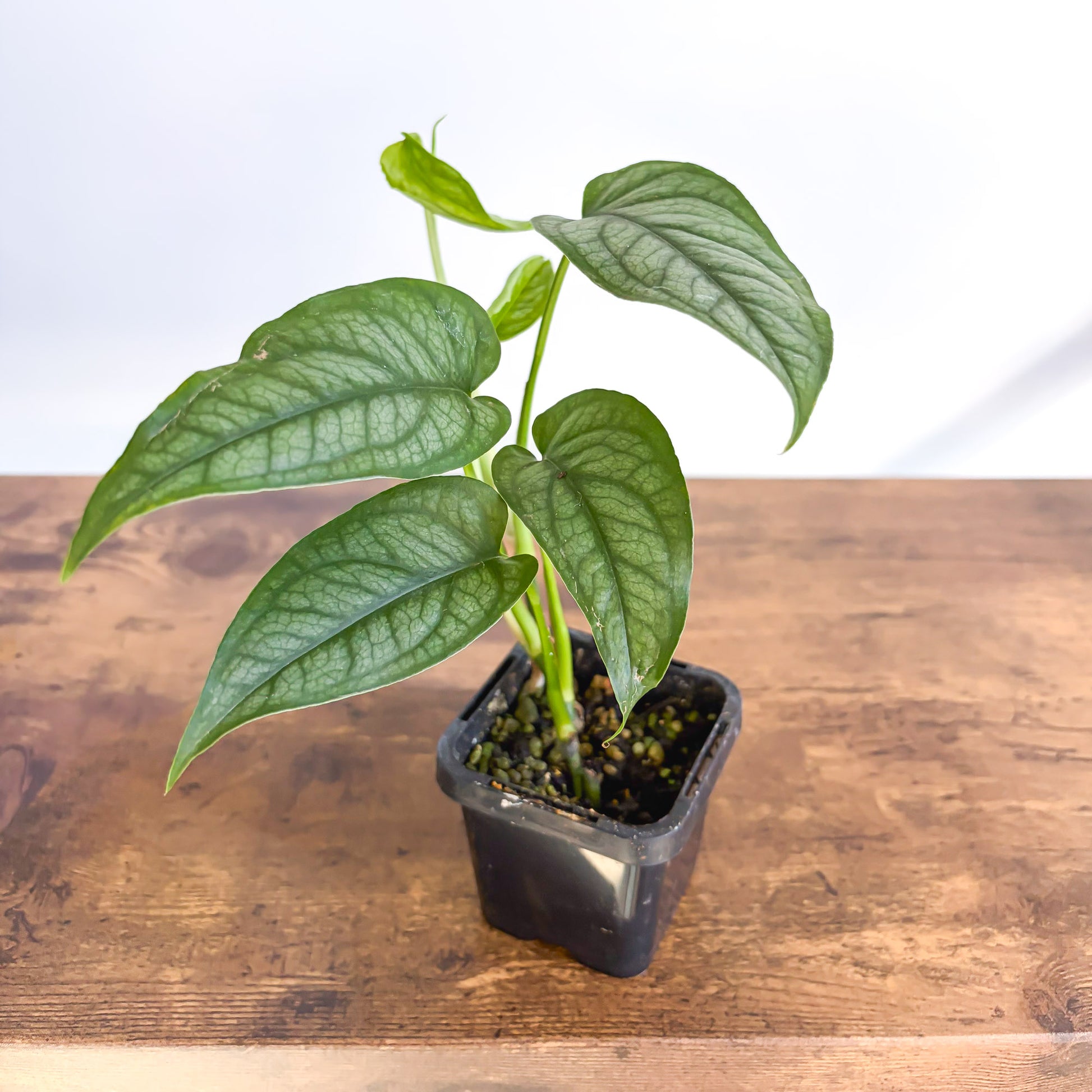 Monstera Siltepecana – The Plant Boys