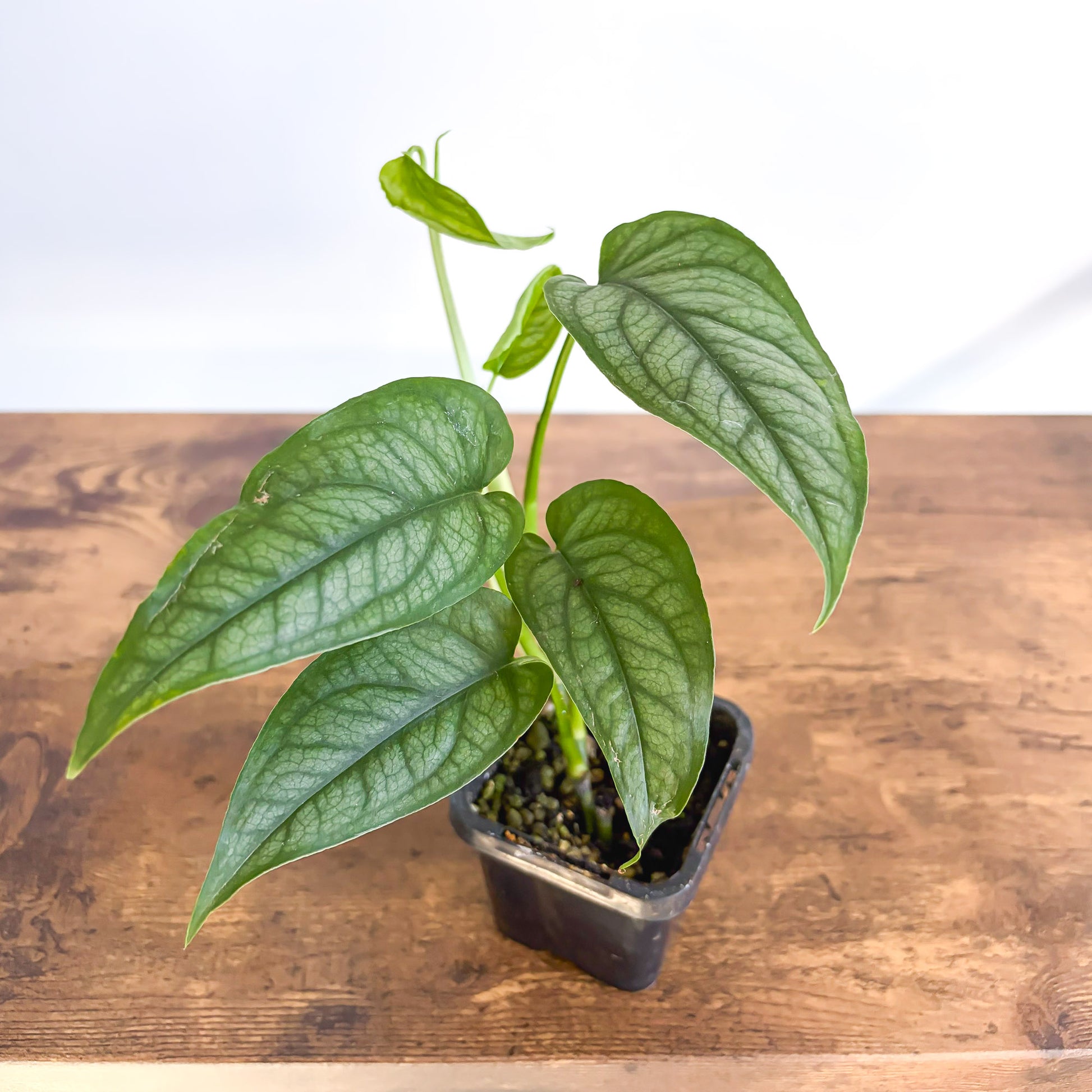 Monstera Siltepecana – The Plant Boys