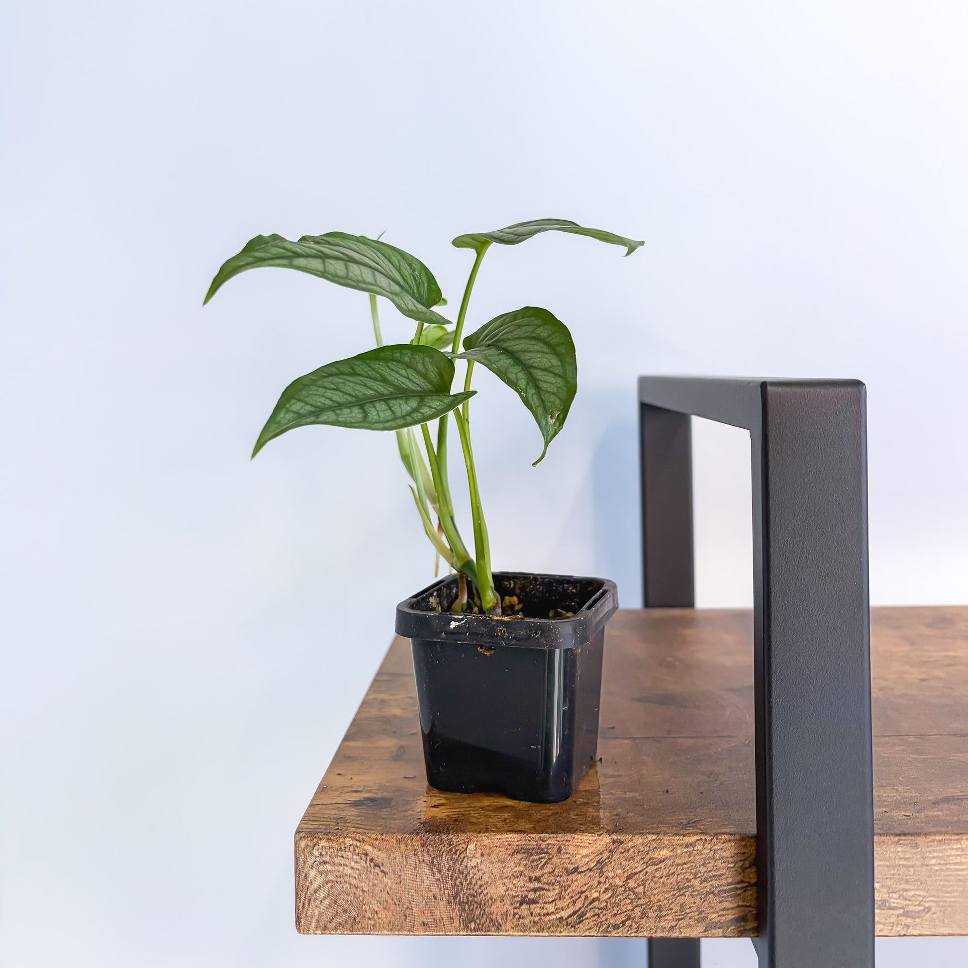 Monstera Siltepecana – The Plant Boys