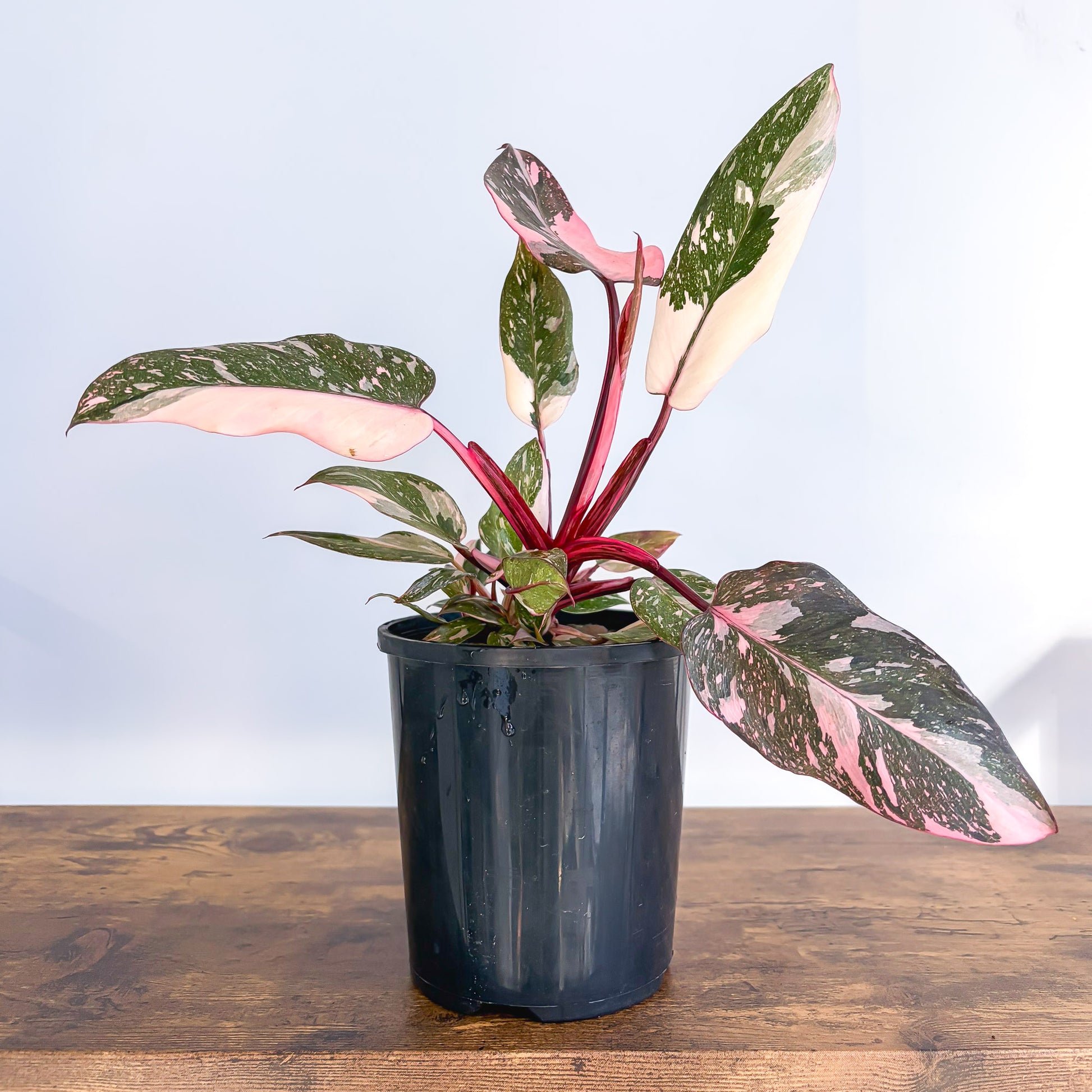 Philodendron Pink Princess Galaxy – The Plant Boys