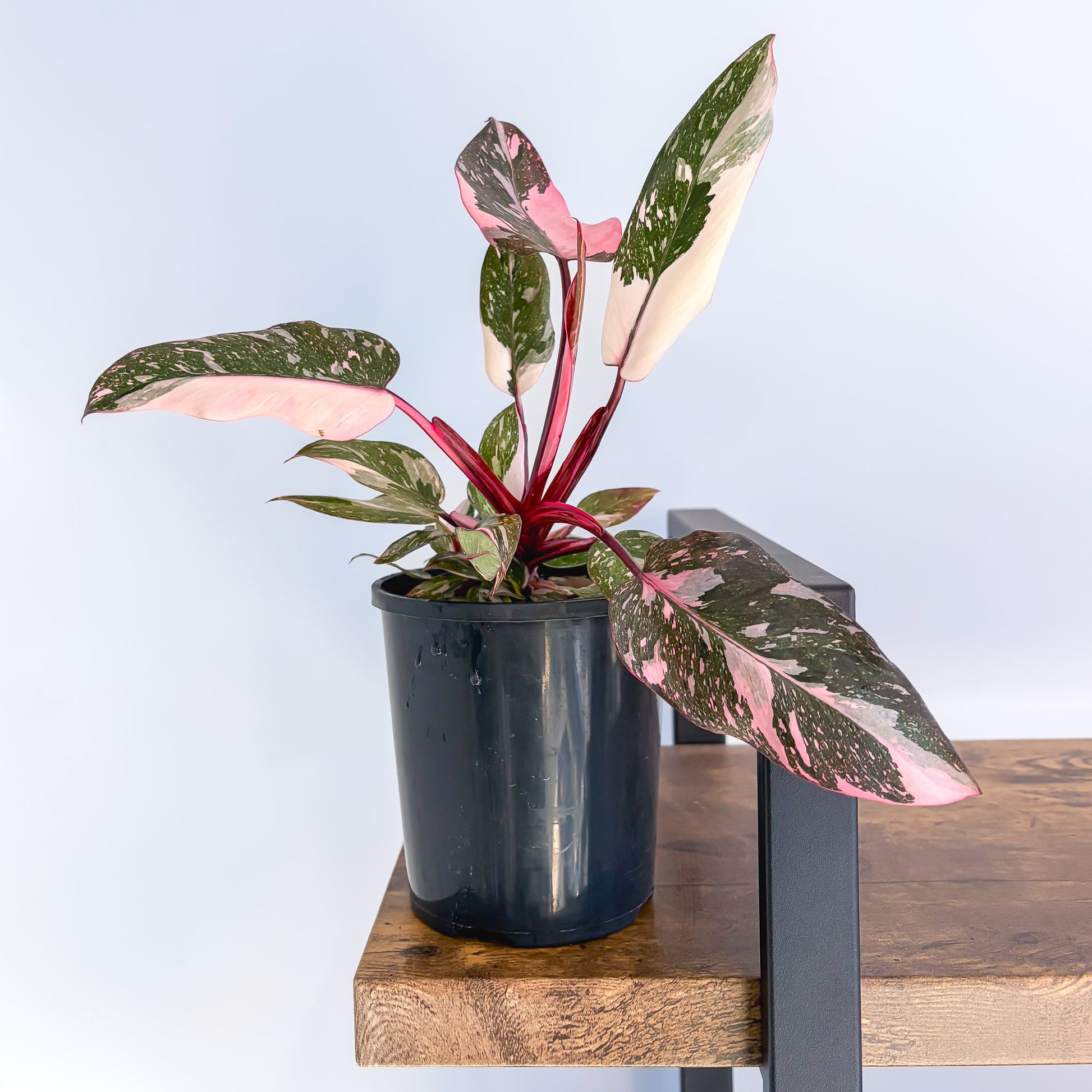 buy philodendron pink princess australia Philodendron Pink Princess Galaxy – The Plant Boys