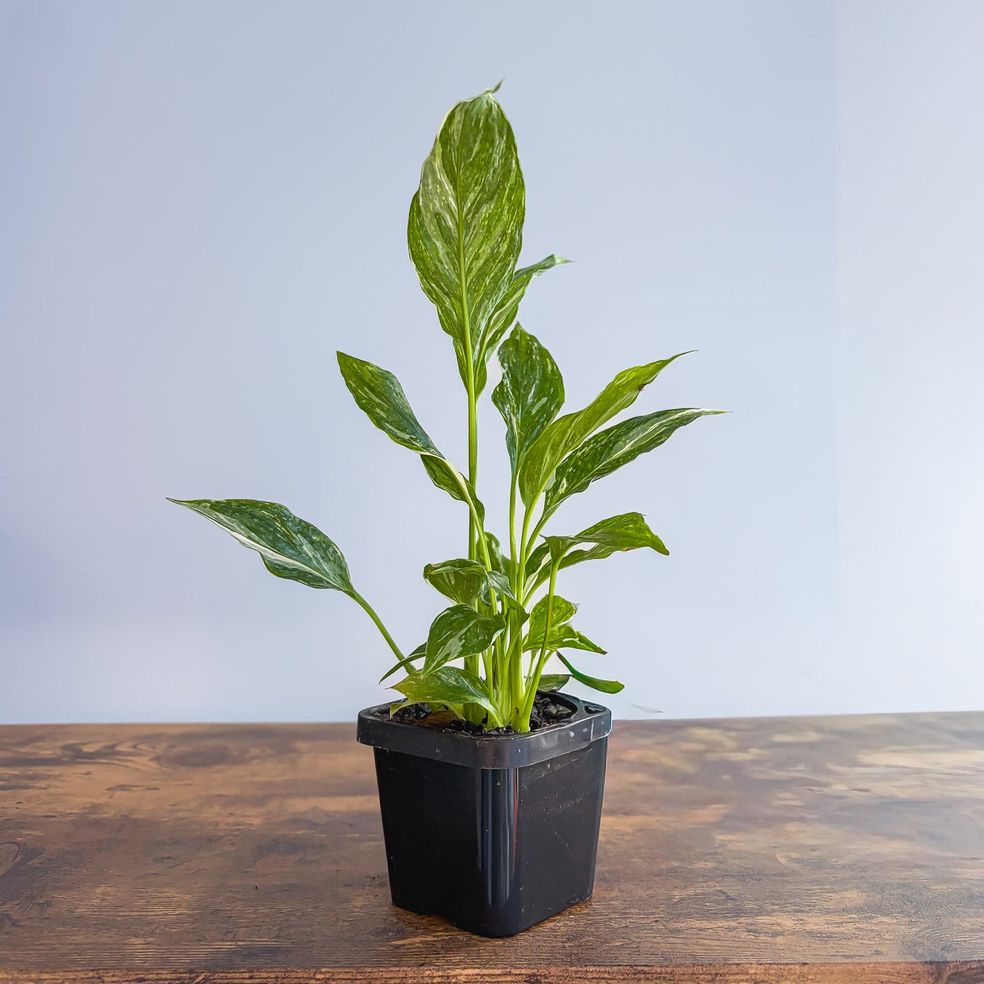 Spathiphyllum Jet Diamond Peace Lily | The Plant Boys