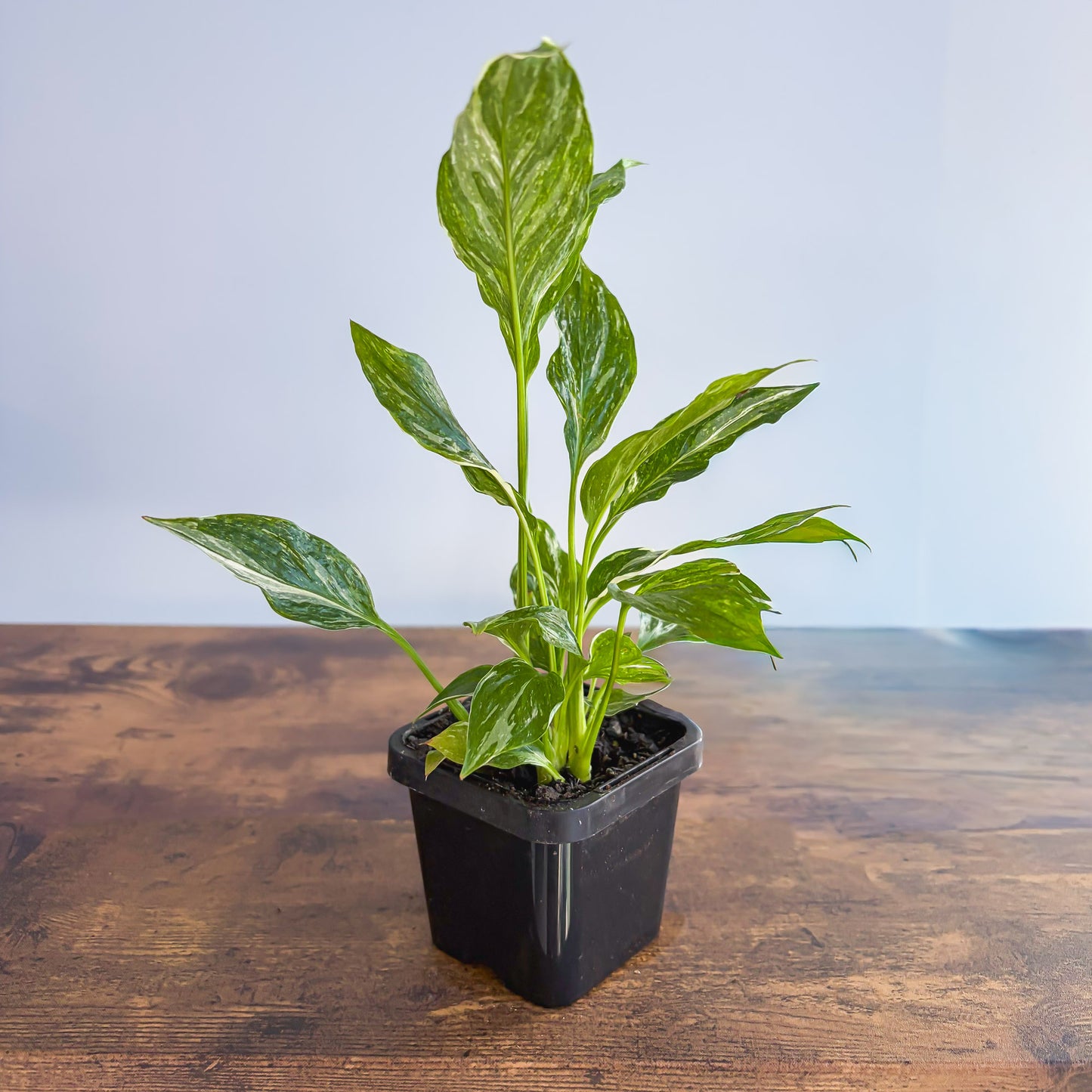 Spathiphyllum Jet Diamond Peace Lily | The Plant Boys