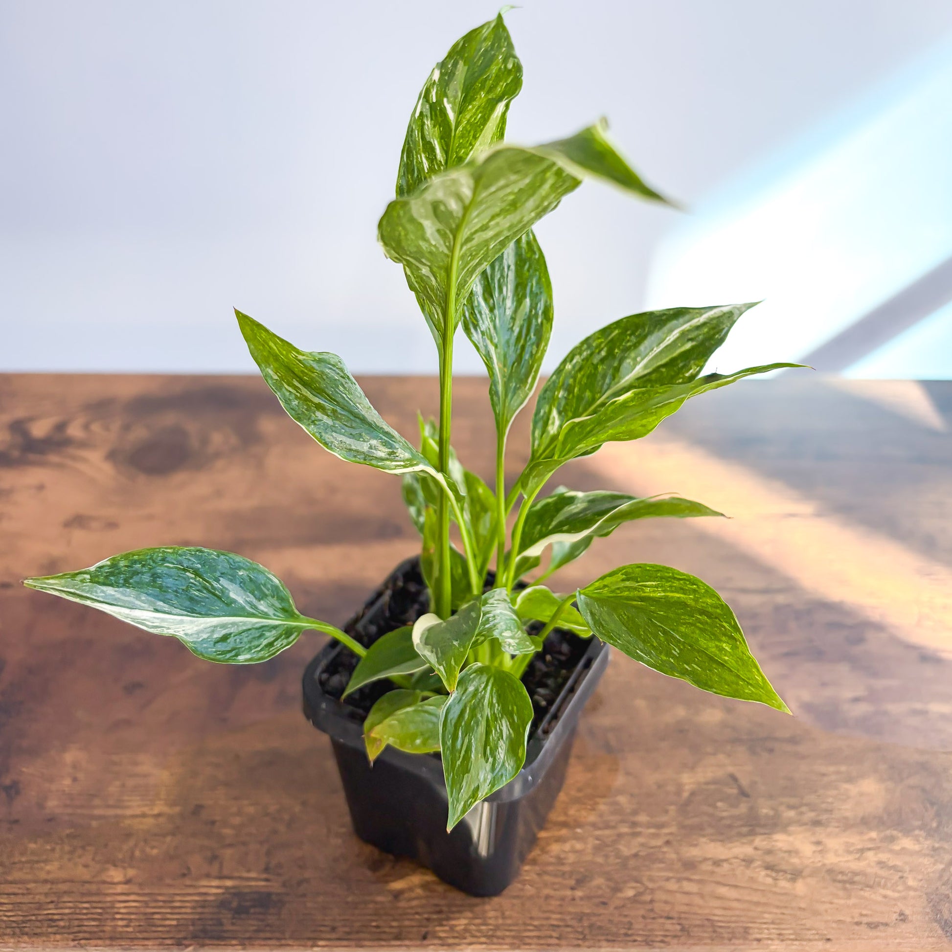 jet diamond peace lily vs domino Spathiphyllum Jet Diamond Peace Lily – The Plant Boys