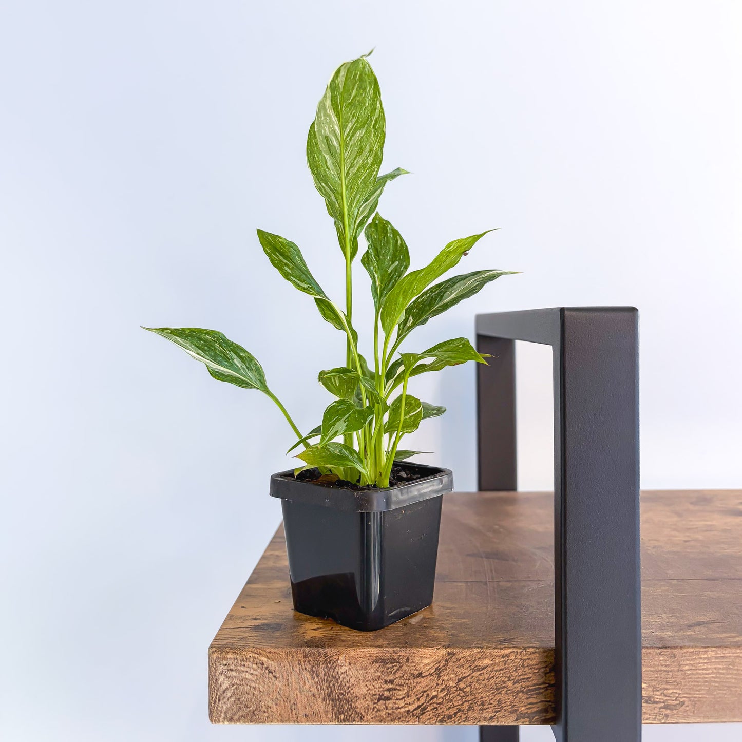 Spathiphyllum Jet Diamond Peace Lily | The Plant Boys