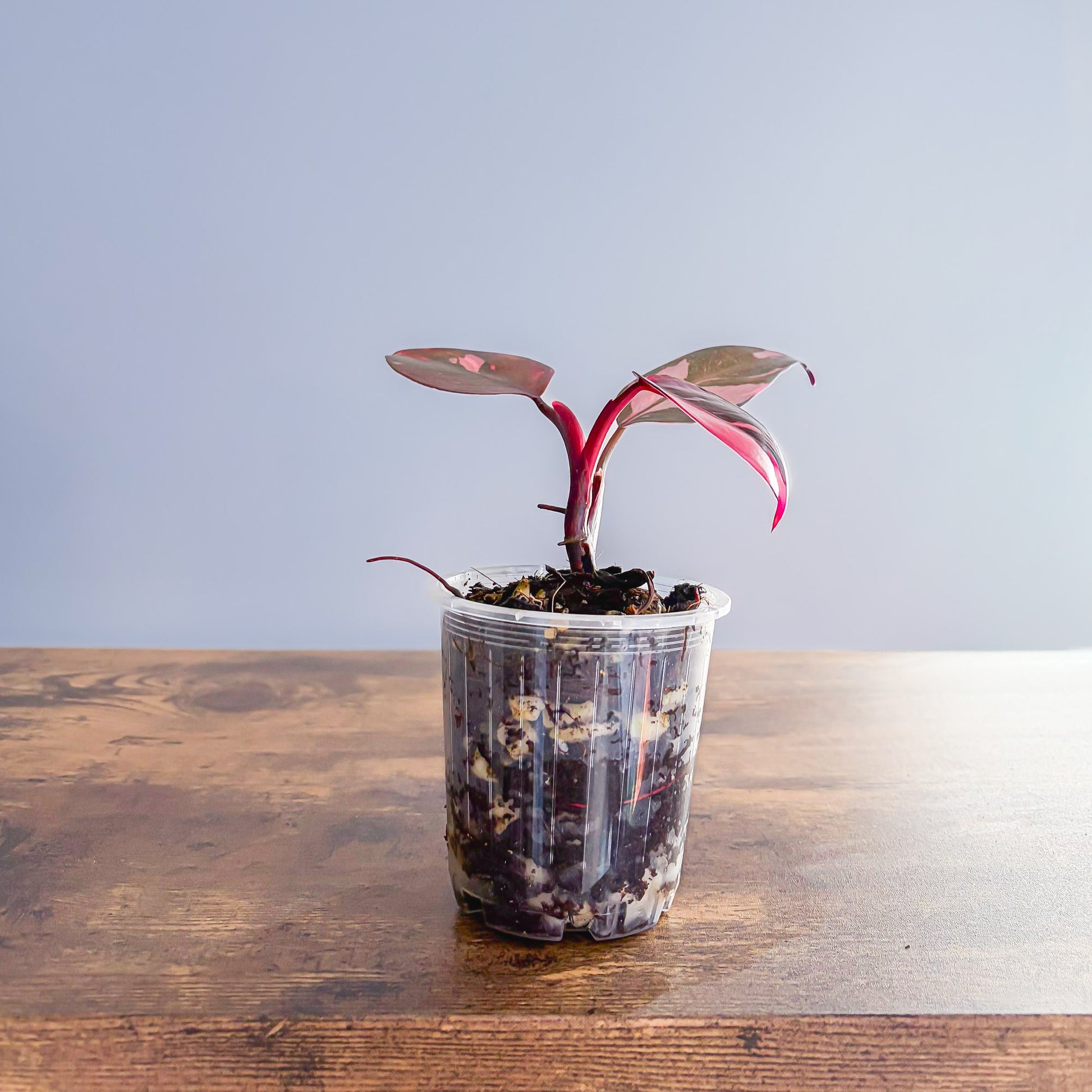 buy philodendron pink princess australia Philodendron Pink Princess – The Plant Boys