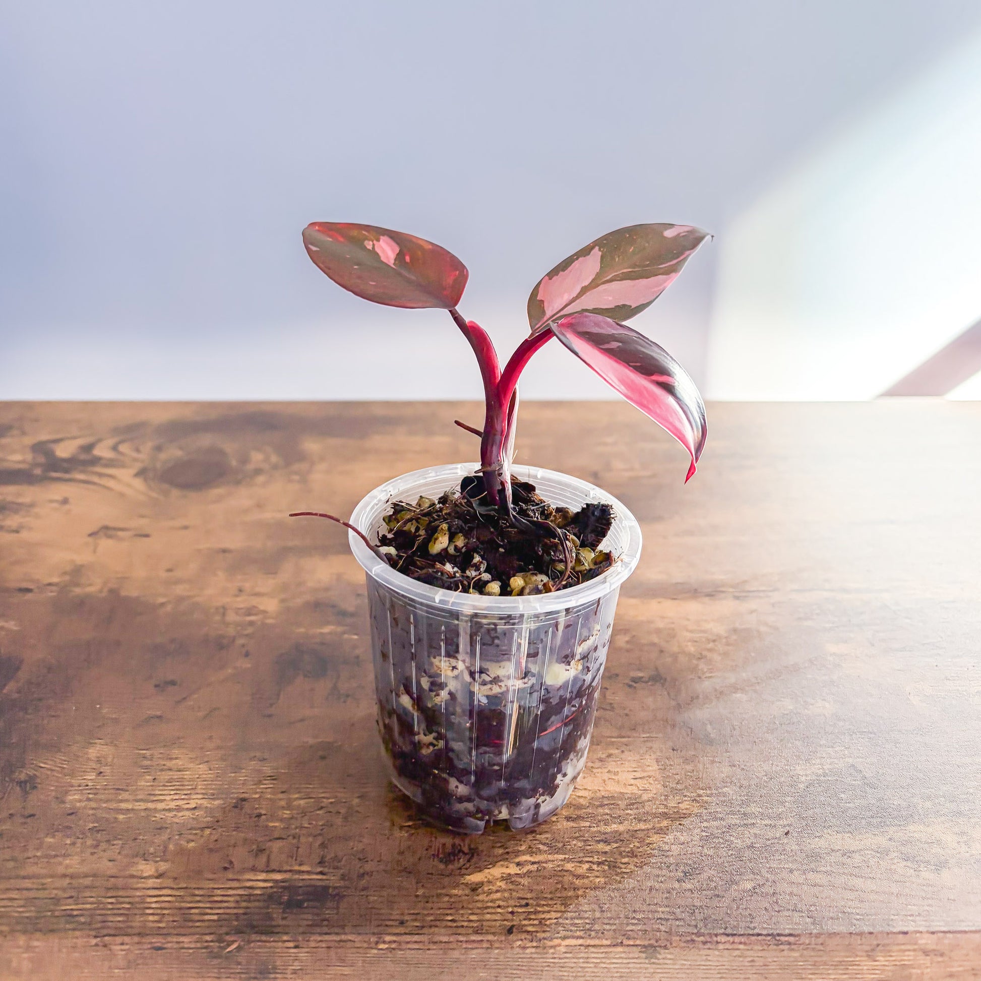 Philodendron Pink Princess | The Plant Boys