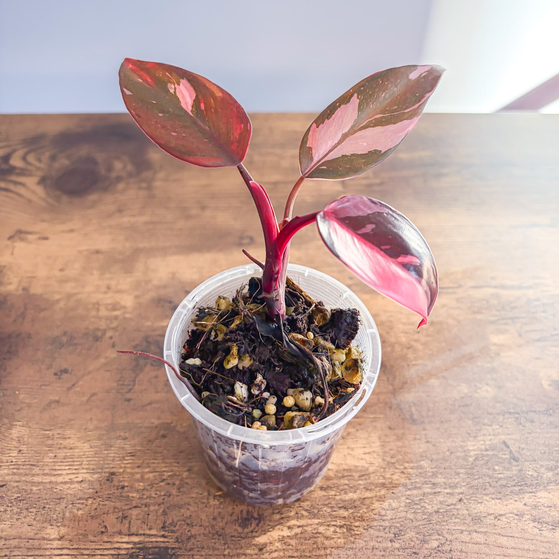philodendron pink princess kaufen Philodendron Pink Princess – The Plant Boys