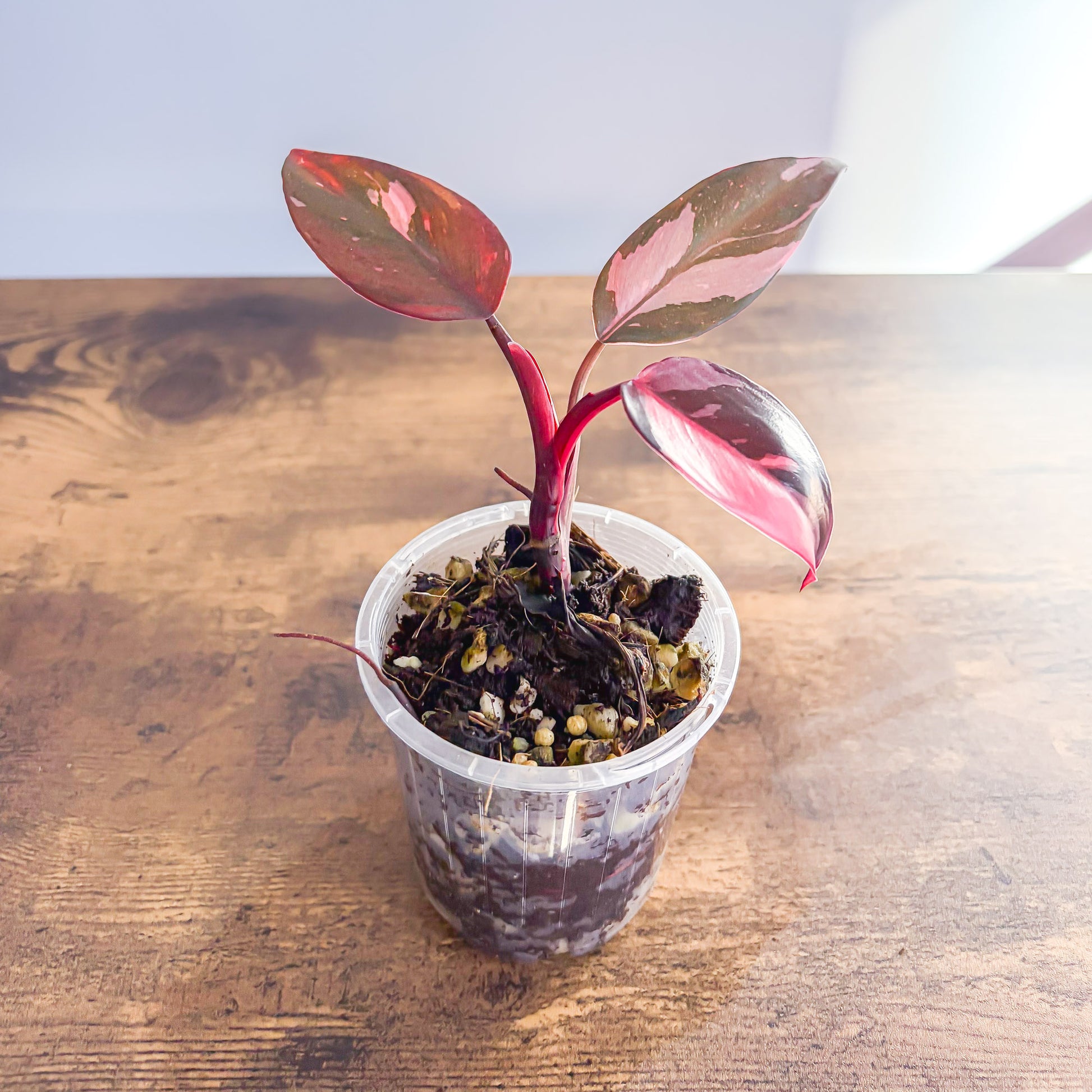 buy pink princess philodendron nz Philodendron Pink Princess – The Plant Boys