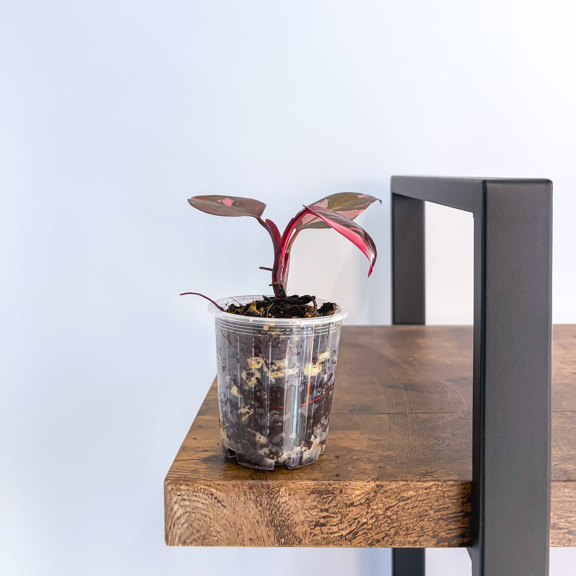 pink princess philodendron pot size Philodendron Pink Princess – The Plant Boys