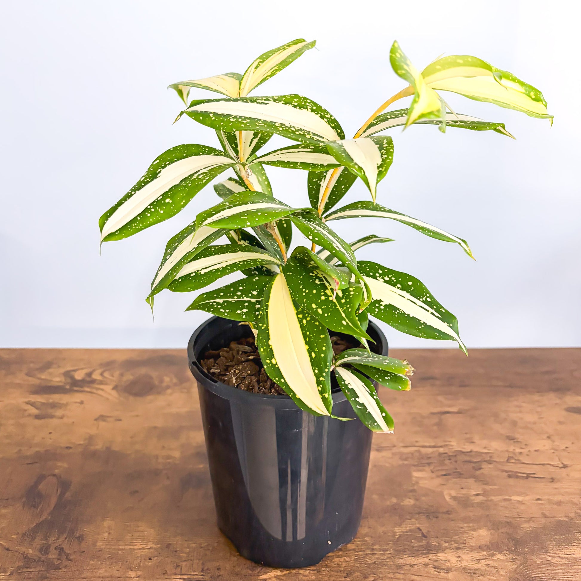 dracaena surculosa milky way care Dracaena Surculosa Milky Way – The Plant Boys