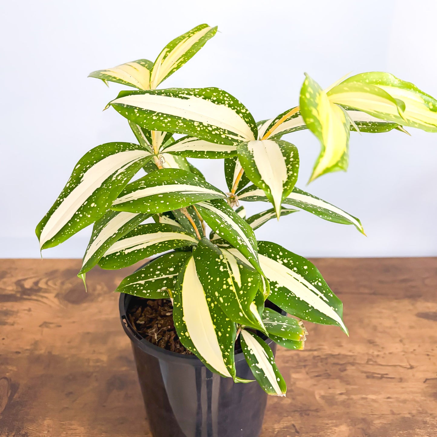 dracaena milky way Dracaena Surculosa Milky Way – The Plant Boys
