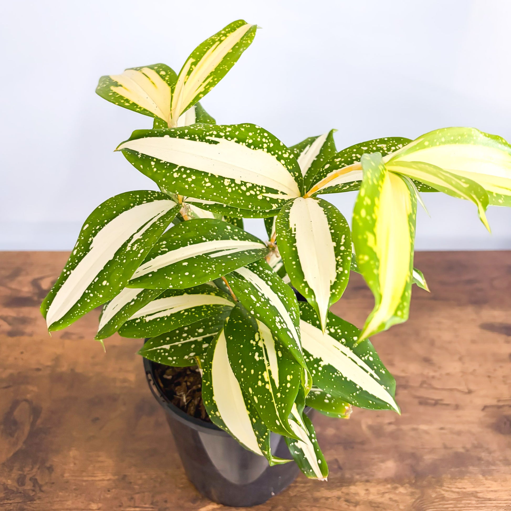 dracaena surculosa milky way care Dracaena Surculosa Milky Way – The Plant Boys
