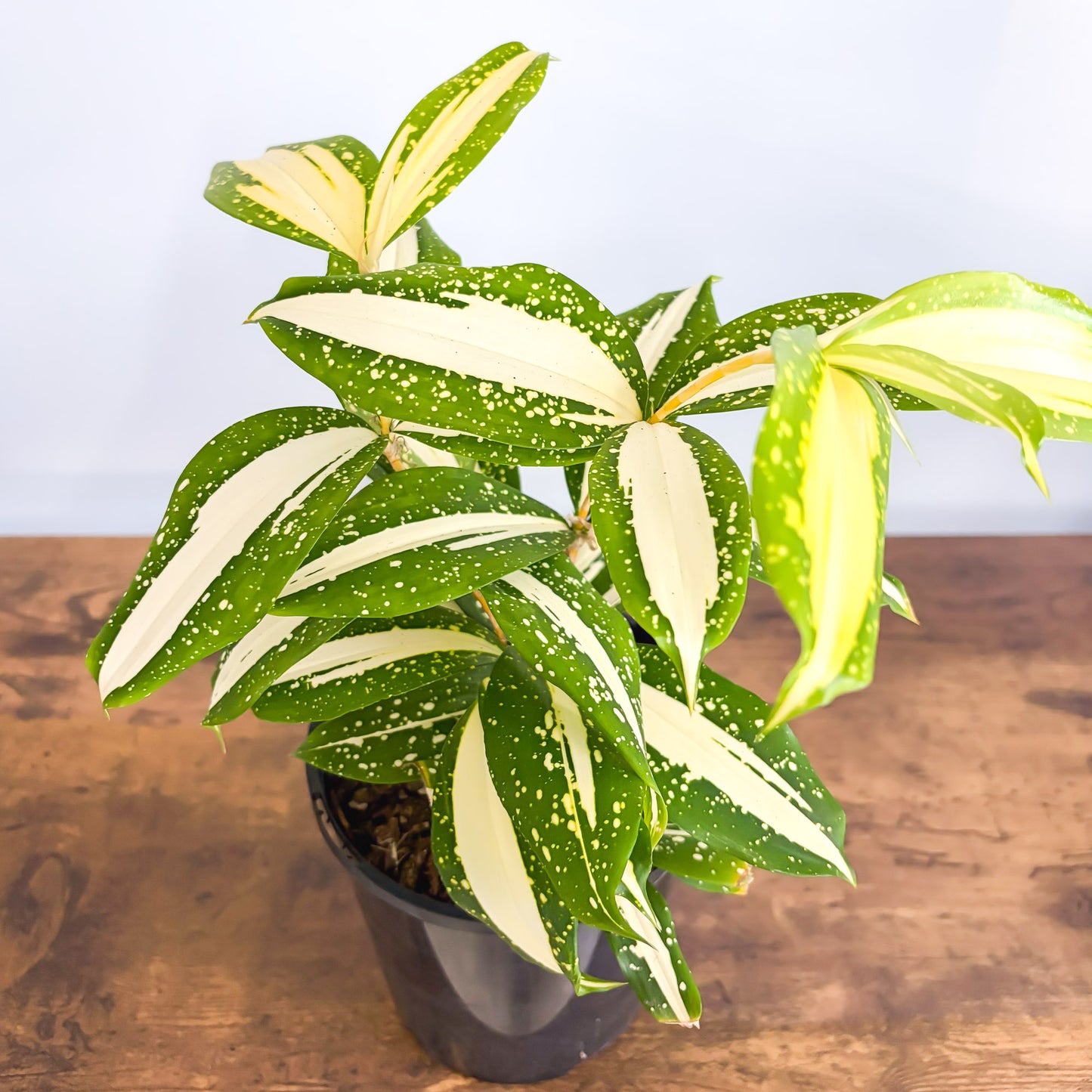 Dracaena Surculosa Milky Way – The Plant Boys