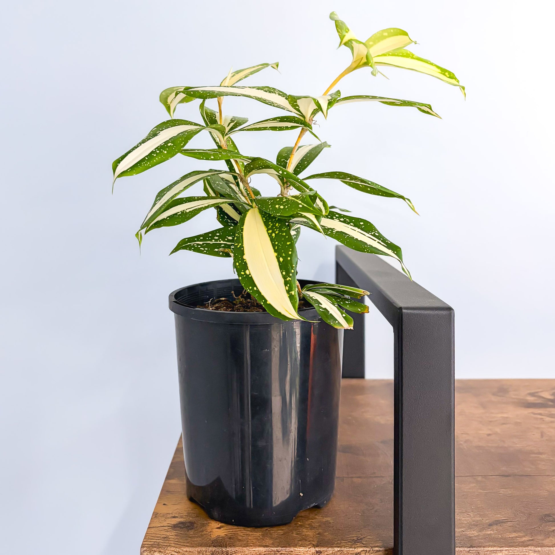 dracaena surculosa milky way Dracaena Surculosa Milky Way – The Plant Boys