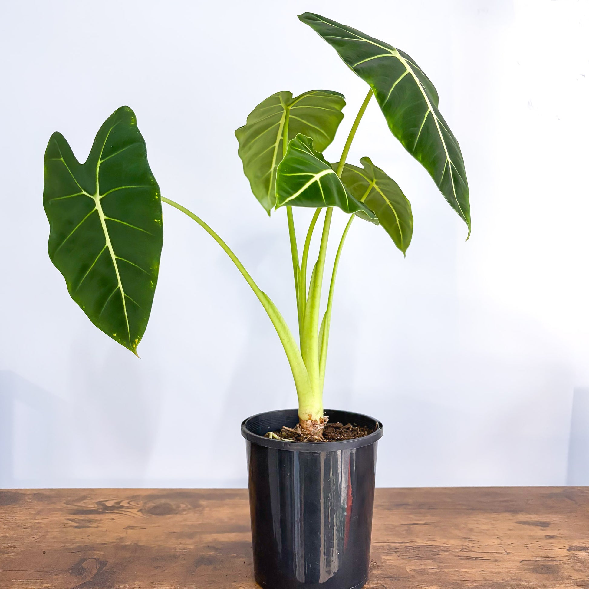 Alocasia Frydek | The Plant Boys