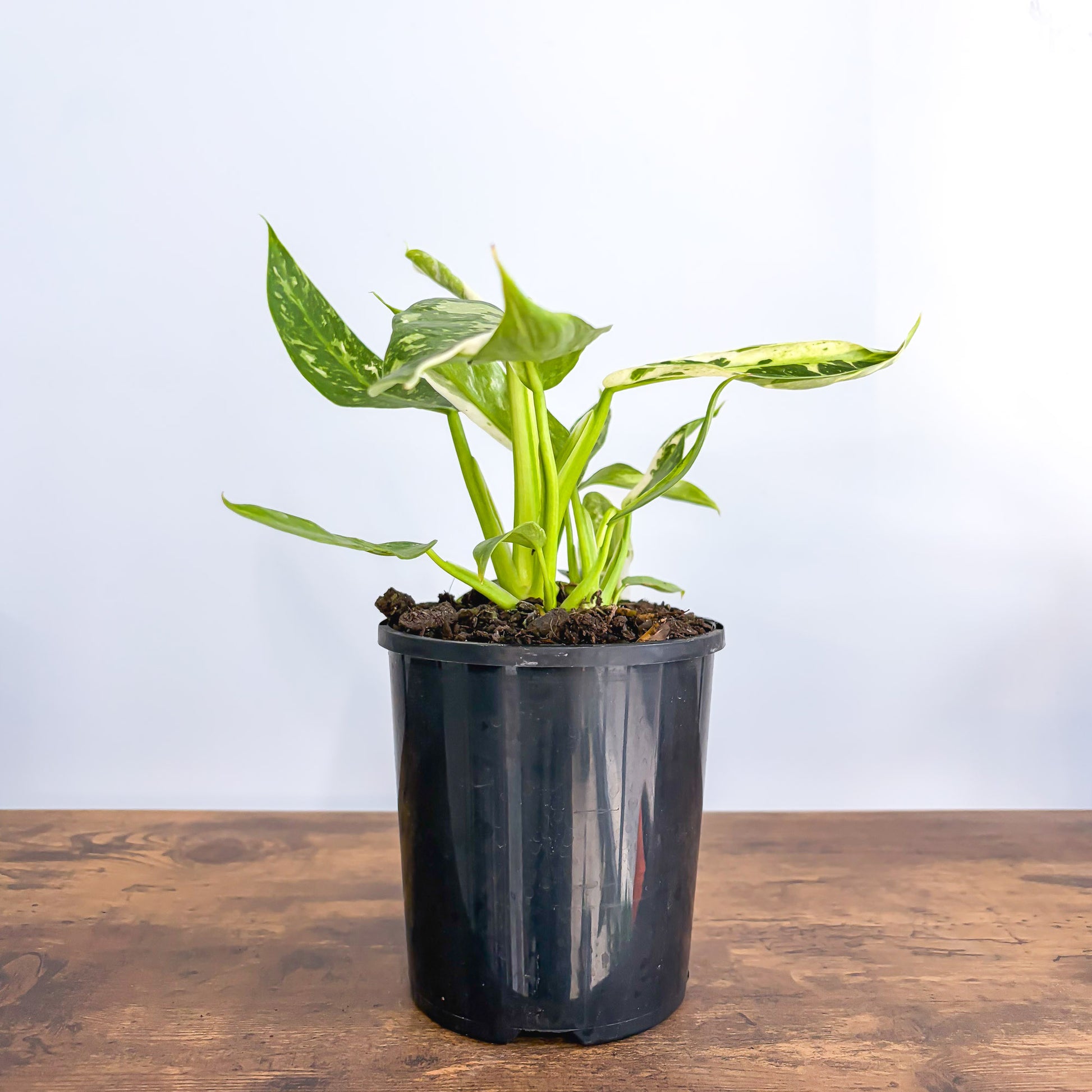 philodendron jose buono australia Philodendron Jose Buono – The Plant Boys