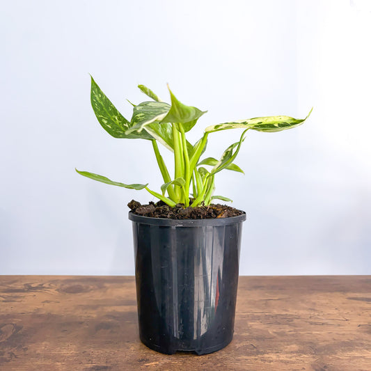 Philodendron Jose Buono | The Plant Boys