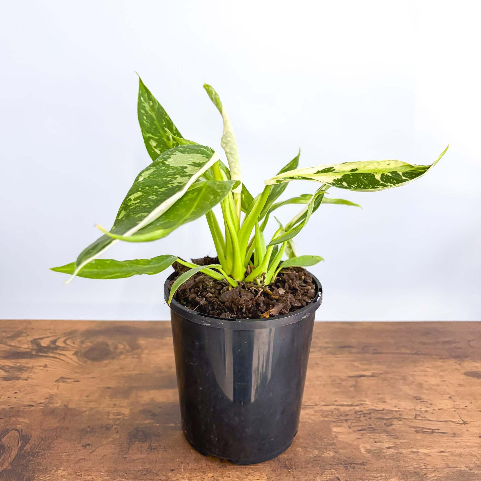 Philodendron Jose Buono – The Plant Boys