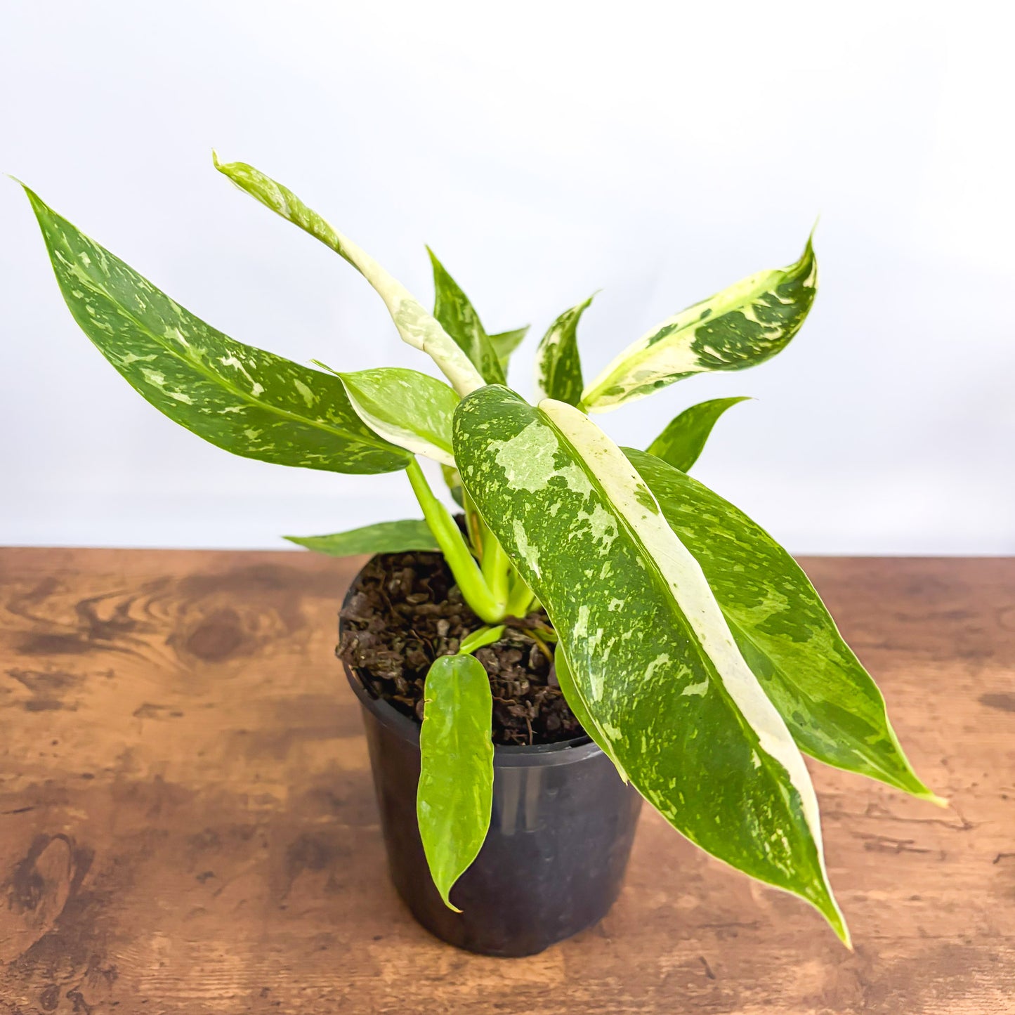 about philodendron jose buono australia Philodendron Jose Buono – The Plant Boys