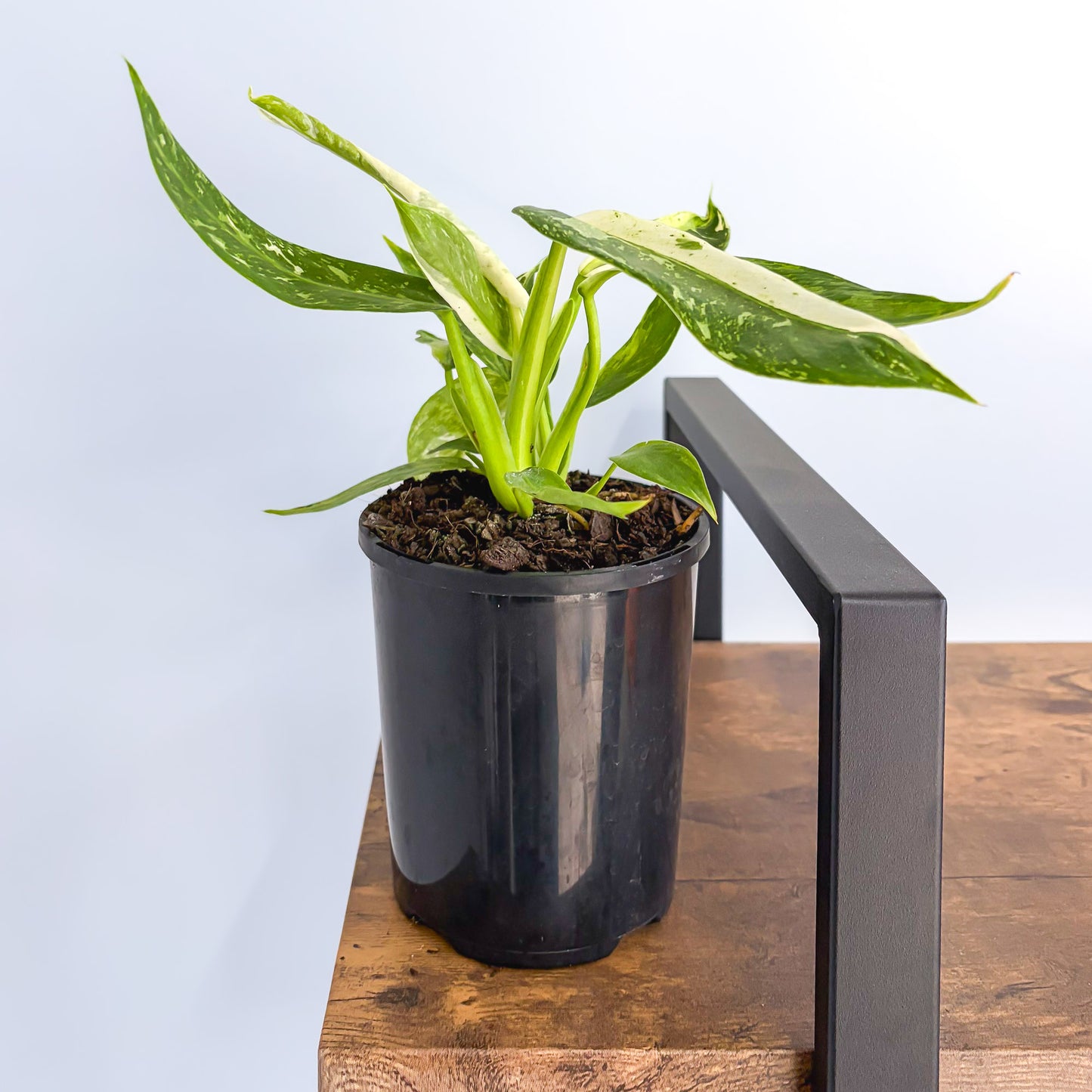 Philodendron Jose Buono – The Plant Boys