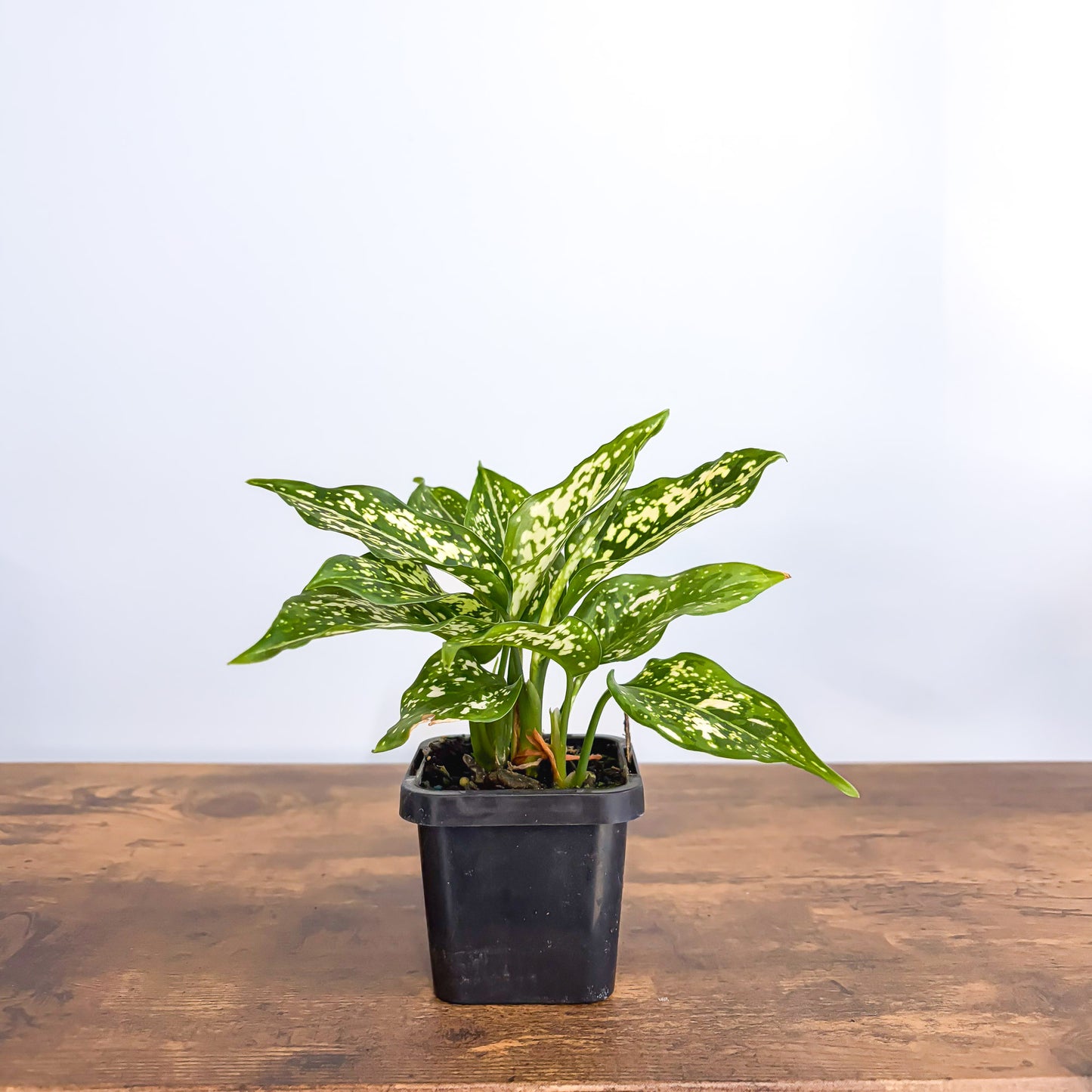 Aglaonema Thai Snowflake | The Plant Boys