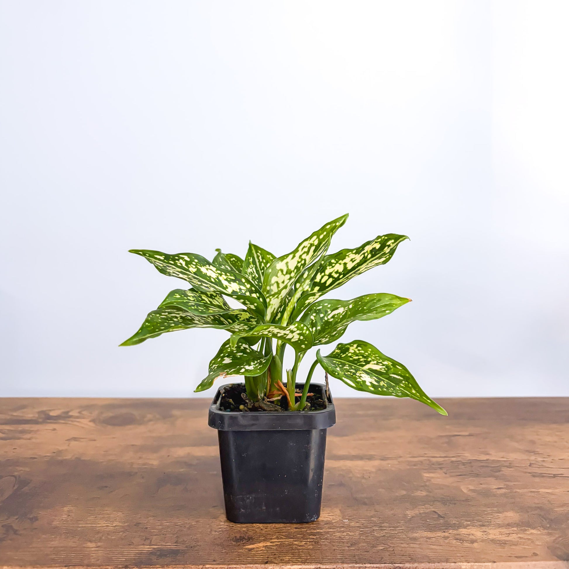Aglaonema Thai Snowflake | The Plant Boys