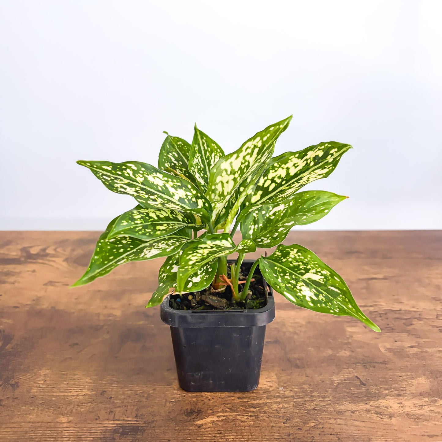 Aglaonema Thai Snowflake | The Plant Boys