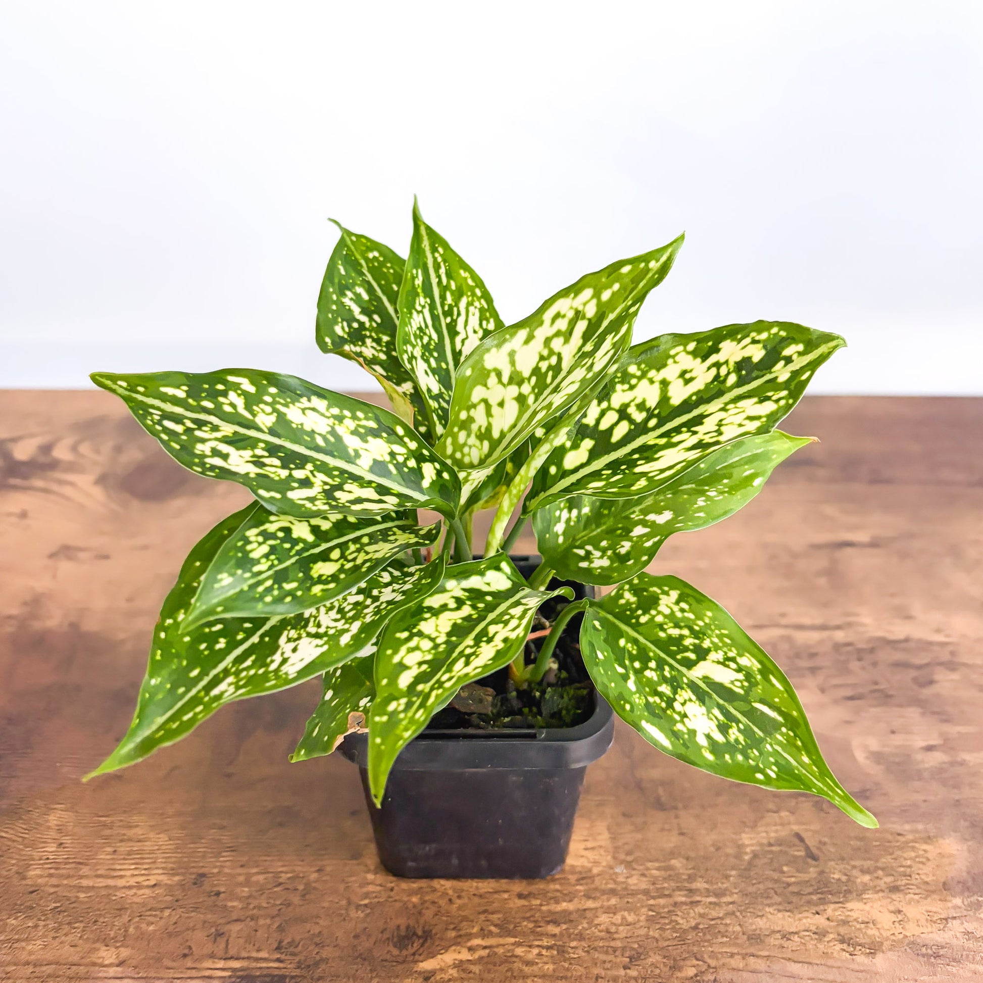 thailand aglaonema Aglaonema Thai Snowflake – The Plant Boys