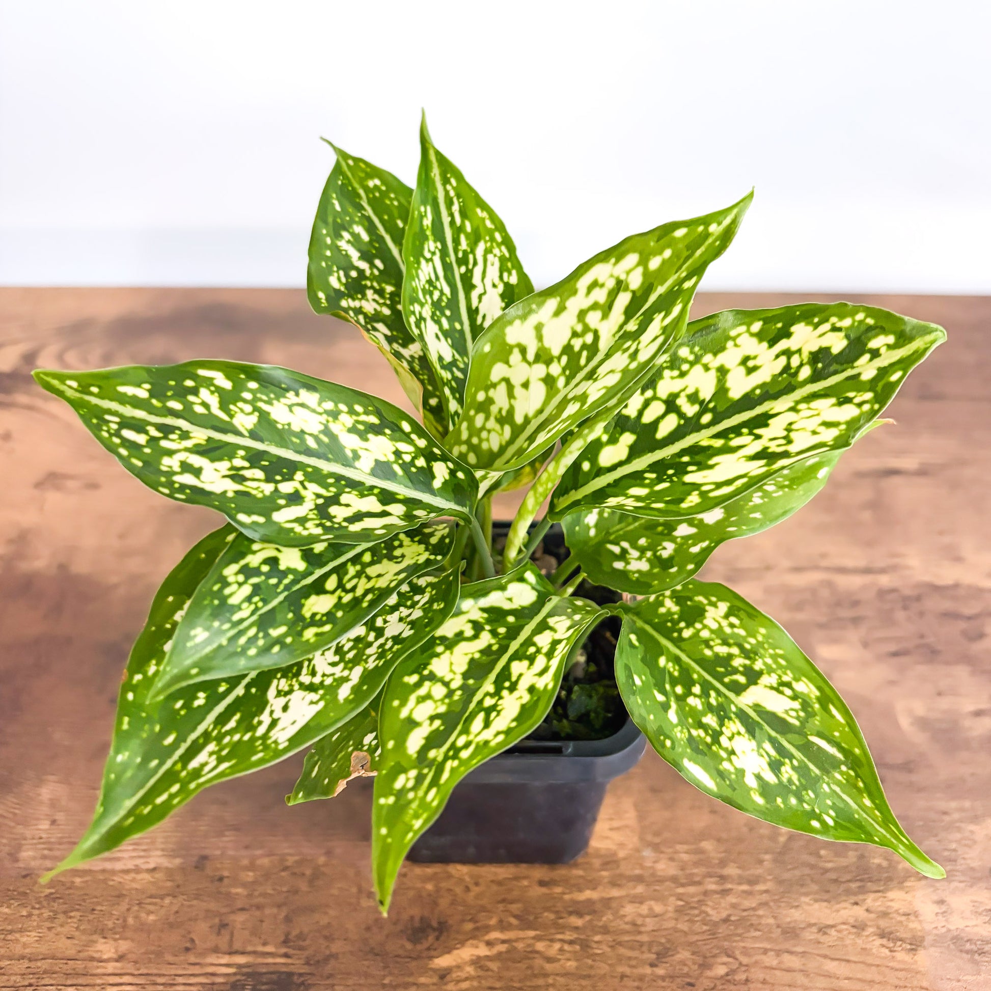 Aglaonema Thai Snowflake | The Plant Boys