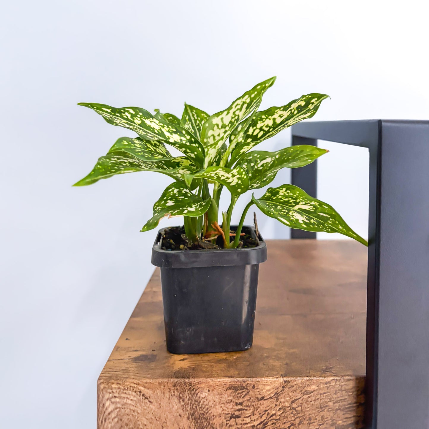 Aglaonema Thai Snowflake | The Plant Boys