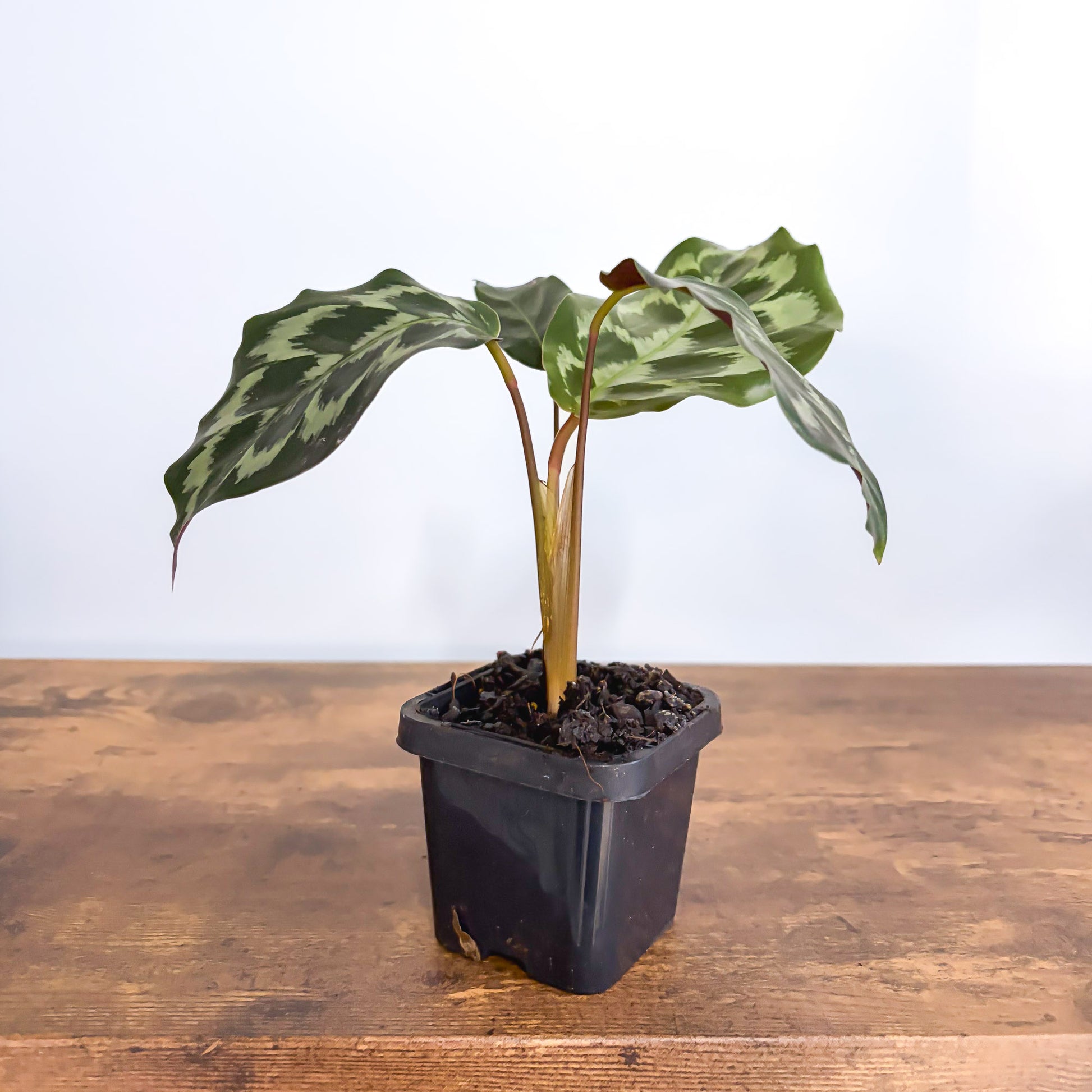 Calathea Helen Kennedy – The Plant Boys