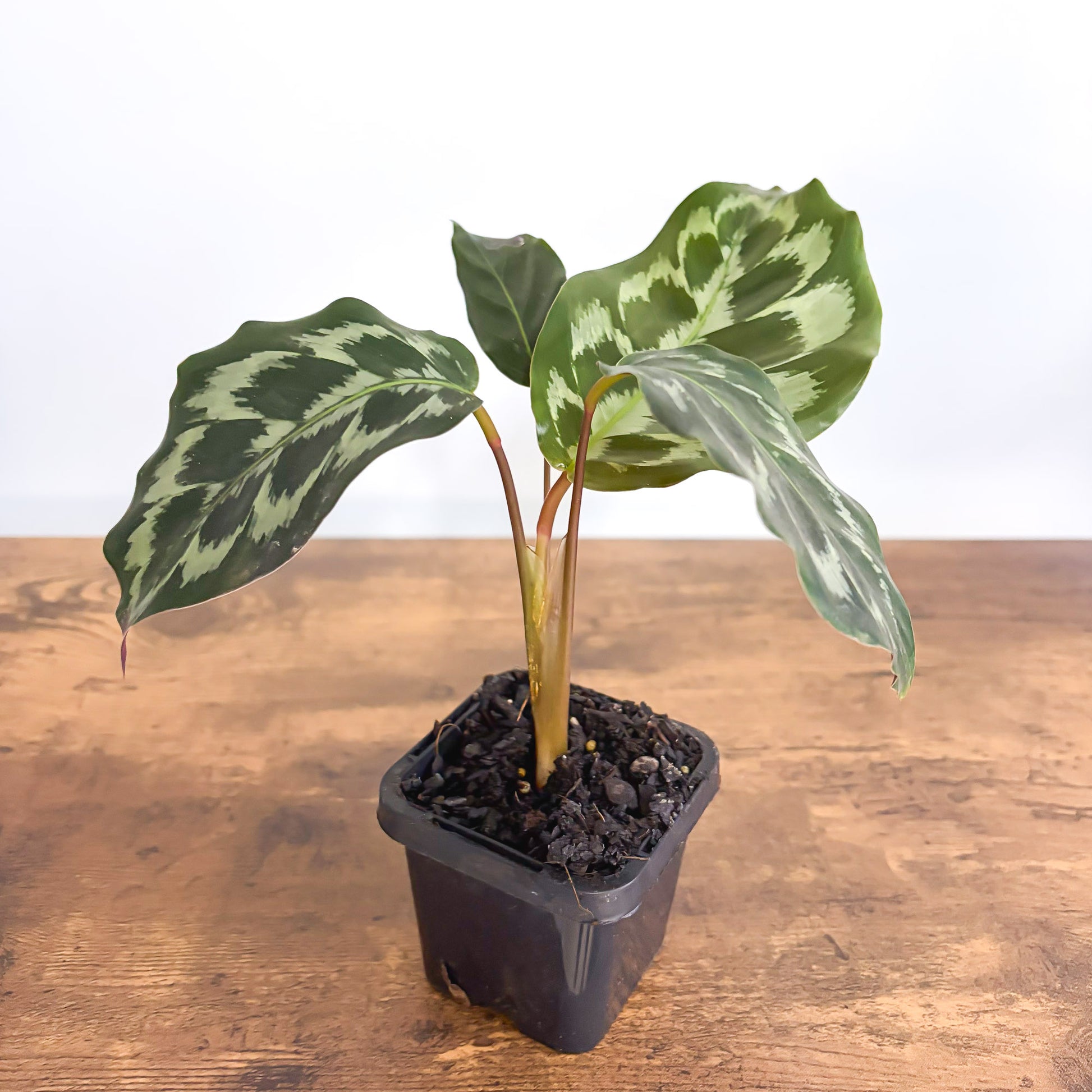 Calathea Helen Kennedy – The Plant Boys
